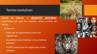 Teories evolutives
Es basa en:
- Lluita per la supervivència entre els
organismes.
- Variabilitat entre individus d’una mateixa
població.
- El MEDI selecciona els organismes millor
adaptats.
Teoria de Darwin  SELECCIÓ NATURAL:
mecanisme pel qual les espècies varien al llarg del
temps.
 