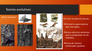 Teories evolutives
Biston betularia
Per tant, la selecció natural...
Permet la supervivència
dels més aptes.
Actua sobre les variacions
que es produeixen en els
individus.
Actua de manera
continuada i gradual.
 