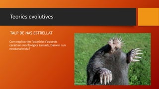 Teories evolutives
TALP DE NAS ESTRELLAT
Com explicarien l’aparició d’aquests
caràcters morfològics Lamark, Darwin i un
neodarwinista?
 
