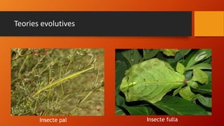 Teories evolutives
Insecte pal Insecte fulla
 