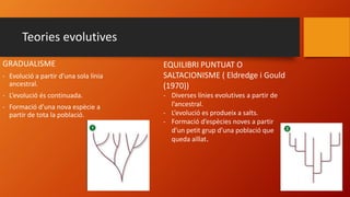 Teories evolutives
GRADUALISME
- Evolució a partir d’una sola línia
ancestral.
- L’evolució és continuada.
- Formació d’una nova espècie a
partir de tota la població.
EQUILIBRI PUNTUAT O
SALTACIONISME ( Eldredge i Gould
(1970))
- Diverses línies evolutives a partir de
l’ancestral.
- L’evolució es produeix a salts.
- Formació d’espècies noves a partir
d’un petit grup d’una població que
queda aïllat.
 