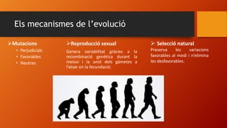 Els mecanismes de l’evolució
Mutacions
• Perjudicials
• Favorables
• Neutres
Reproducció sexual
Genera variabilitat gràcies a la
recombinació genètica durant la
meiosi i la unió dels gàmetes a
l’atzar en la fecundació.
 Selecció natural
Preserva les variacions
favorables al medi i n’elimina
les desfavorables.
 