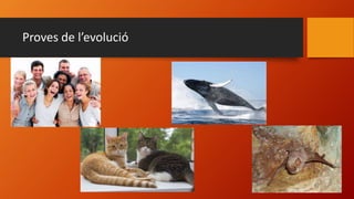 Proves de l’evolució
 