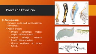 Proves de l’evolució
1) Anatòmiques:
• Es basen en l’estudi de l’anatomia
comparada.
• Podem trobar:
• Òrgans homòlegs: mateix
origen i diferent funció.
• Òrgans anàlegs: mateixa
funció i diferent origen.
• Òrgans vestigials: no tenen
funció.
 