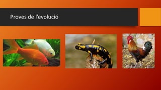 Proves de l’evolució
 