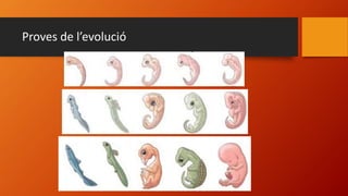 Proves de l’evolució
 