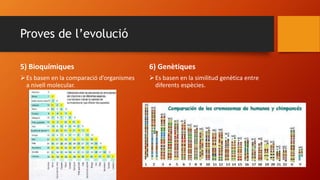 Proves de l’evolució
5) Bioquímiques
Es basen en la comparació d’organismes
a nivell molecular.
6) Genètiques
Es basen en la similitud genètica entre
diferents espècies.
 