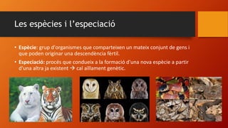 Les espècies i l’especiació
• Espècie: grup d'organismes que comparteixen un mateix conjunt de gens i
que poden originar una descendència fèrtil.
• Especiació: procés que condueix a la formació d'una nova espècie a partir
d'una altra ja existent  cal aïllament genètic.
 