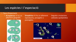 Les espècies i l’especiació
• Tipus d’especiació
• Al·lopàtrica: hi ha un
aïllament geogràfic.
Simpàtrica: hi ha un aïllament
reproductiu, prezigòtic o
postzigòtic.
Deguda a mutacions
sobtades (poliploïdia)
 
