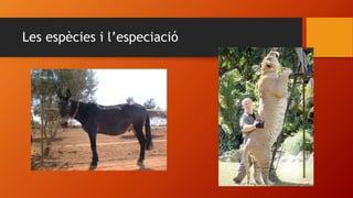 Les espècies i l’especiació
 