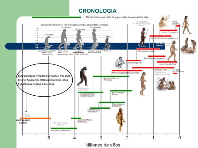 Isabel Ribas L’evolució de l’espècie humana | PPT