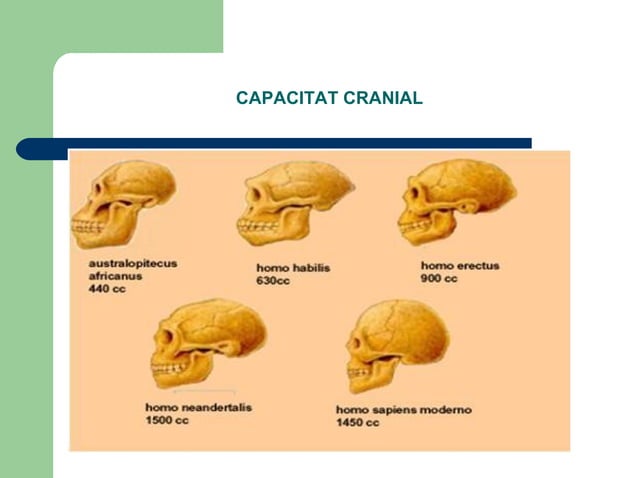 Isabel Ribas L’evolució de l’espècie humana | PPT