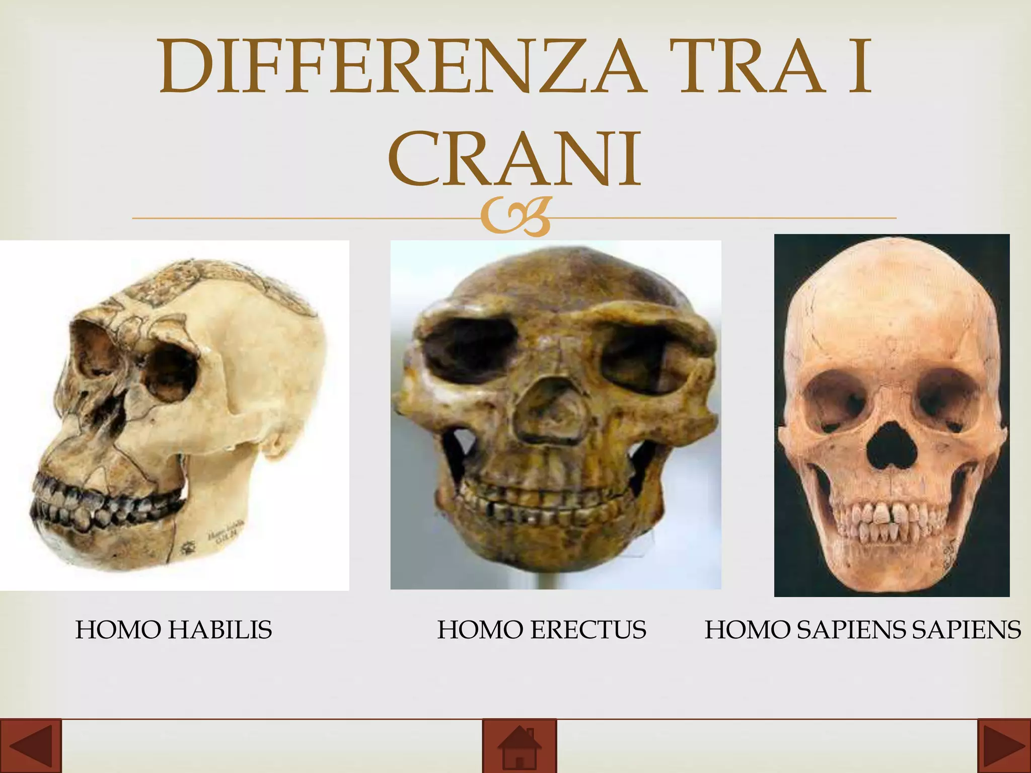 L'evoluzione dell'uomo | PPTX