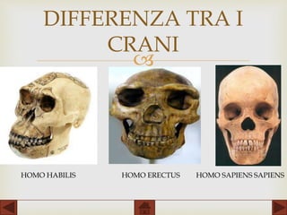 
DIFFERENZA TRA I
CRANI
HOMO HABILIS HOMO ERECTUS HOMO SAPIENS SAPIENS
 