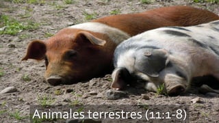 Animales terrestres (11:1-8)
 