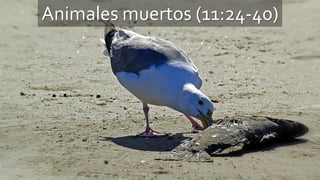 Animales muertos (11:24-40)
 