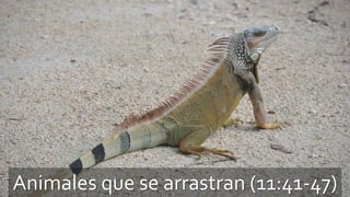 Animales que se arrastran (11:41-47)
 