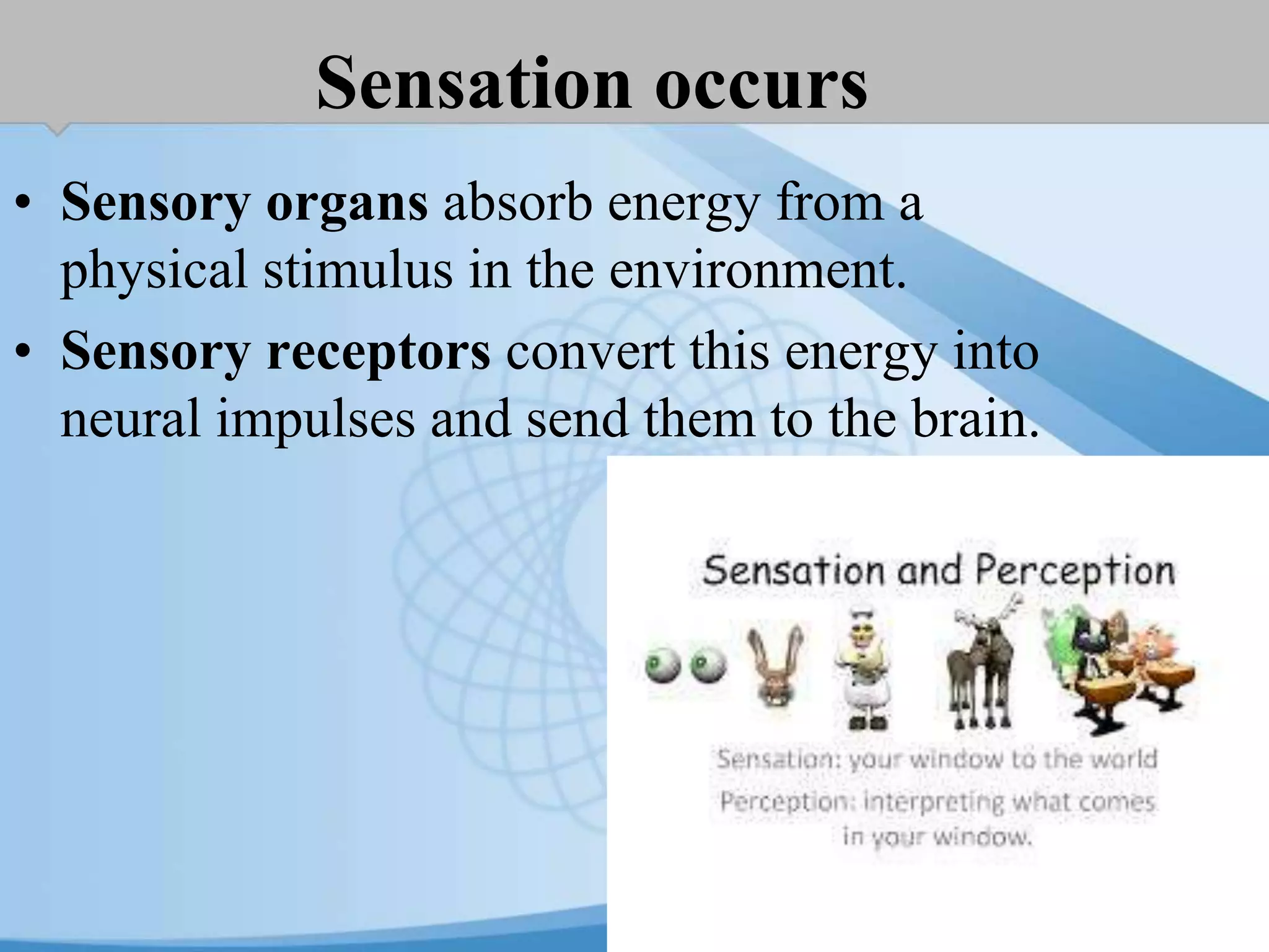 Sensation occurs
• Sensory organs absorb energy from a
physical stimulus in the environment.
• Sensory receptors convert this energy into
neural impulses and send them to the brain.
 
