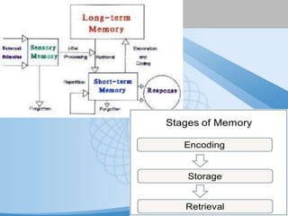 Lev vygotsky learning theory