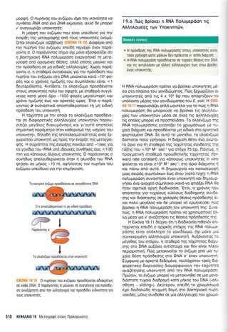 / i r::,1
, .T -"'
I
llopoyovrog o
0 nupqvog rou ev(ugou npoodeveTot odtorplrog
oe roOe DNA. 0 nopoVovrog o perdlvet rr1 ouyy6veto yto npoode-
oq ove[opqrq ono rqv otrtr1trouXio ror npoo6[6et eldtroqro yto
roug unorrvlreg,
Uopqn. O nup1vaq tou ev(l1tou 6yeLqv xav6trya va
ouv06teL RNA an6 6va DNA expayeb, oMd 5e pnopel
v' av ayva p [(er uno xwryt 6q.
H Uopqri rou ev(ripou nou e(vqr uneri0uvq yro rnv
6vop[q rnq Ueroyporprjg on6 rouq unoKrvqrdq ovoprd-
(eror ol.odv(upo (o2BB'roo) (EIK0llA 19.10). Arorp6per on6
rov nup{vo rou sv(rlprou enetdri nepdXer dvov nopd-
yowo o. O napayowag o$pa 6yt 1t6vo efaoEah((et 6tt
q Baxtqpnxi RNA nolupepdorl evepyonoe[ rn pera-
ypaqi an6 optopdveg 0ioerq, aMa en[or1q peuitvet xat
qv np1odeory oe pr1 edxdq a&rltouy[eq. Xop(g nopd-
yowo o, 11 oro0epd ouyydverog yro rrlv np6o6eor1 tou
nupfvo rou ev(Uprou oro DNA per6verot rord -104 rpo-
p5q r<or o 1p6voq npr(onq rou ougnl,6rou e(vot <1
6ewep6Lenro. Aw(0ero, ro otro6v(upro npoo66vetot
fiouq unoKrvrlrSg noLrj nro orptXrd, pre oroOepd o'uyy6-
verog xotd pr6oo 6po -1000 gop6q UeyoUropn Kor
Xp6vo ngr(onq 6o9 r<or oprer6q cirpeg. 'Etor o nopd-
yowoq o ouorcrorrKd onomo0eponore( q pq etStrrl
np6odeoq rou unorwrltj.
H roX0rrlro pe rnv ono(o ro oLo6v(u;ro npoo66ve-
ror oe 6rorpoperu<59 oMrlLouX(eg unorrvqrc0v nopou-
ord(er peydl,eg 6ror<updvoetg ror yr'our6 onore)re[
orlprowrr<4 nopd;rerpo arov ro0optop6 rnq "oy0oq rcu
unoxwt1r4", drllodTl rqg onotetreoponx6rqrog ev6g (e-
Xoptoro0 unorwrlq oq npoq qv 6vop[4 rnq Usroypo-
qnq. H ouXy6rrlro rqg Svop(qg nox(trer on6 -1lsec yo
ro yov6ro rou rRNA un6 rSovrx6g ouv0{reg 6o9 < 1/30
min yro rdnoroug dLLoug unoxrqt6g. O nopdyowog o
ouv40cog onetreuOepc0verot 6rov 11 otruo(6o rou RNA
gtdoet oe ;rr1<og -10 nt, oEtivowog"rov nupfvo tou
ev(Uprou une0Ouvo yro rrlv entpr{ruvot1.
0 o onomo0eponore( q gr1 el0rKn npdo000n
I 9.6 I'ltilg Bpiorer n RNA lloAuuepdon rtq
AAAnAouxiaq Tov Ynomvnrdrv;
a H npoodeo! rrlq RNA notrupepoolg oTOUS ulloKtvrlTeg eivc.
rooo ypnyopn tiore gotrlov 6ev nporeuot yt ontrl OtoXuo1
," H RNA notrupepool npooDevetot oe ruXo(eg Odoetg oro DN"
xor trq ovrotrtrooer pe otrtreg otrtrr1trouXteg 6oq orou Bpe0s.
evog unorrvlrrlg.
H RNA nol.uprepdoq np6ner vo Bp(oret unortvqt6g ;.re-
oo oro nLo(oto tou yovt6uol-rorog. I-1cog [eXorp((ouv c.
unorrvrlrdg on6 trg 4 x 106 bp nou onopt((ouv rc
un6Lorno pSpoq tou yovtdrcbporoq rou E. coli', N
nopouotd(er ontrd prow6Lo yro to ntrrg q RNA
nouprepdorl 0o pnoporioe vo Bp(oret rtq oMqlor--
1(eg rorv unorrvqrcov prSoo oe 6eq rrg oMq).ou1[e:
trg ono(eg pnope( vo npoonel.doer. To otrodv(upo r,':
RNA noLupepdonq ewon[(et ro Xptopr6ooLio Ue rL-
1o(o 6rdXuoq ror npoo66veror pr1 erdtrd sro opvllr(c
cpoprtop6vo DNA. Ie our6-ro pow6lo, to oo5v(ut-:
6r(ororor noti yprlyopo. H 6tdXuorl 05tet 6vo ovrr-rrc-
ro 6pto yro rr1 oroOepd qq roXUtrltog otiv6eorlq r-:
rd(r1g rou <108 M'1 sec'l yro or6Xo 75 bp. l-ldwoc -
npoyprortxr; moOepd npotrl0rlttrrlq toXUtqroq 1fo'-
ward rate constant) yro rdnoroug unortvlt5c, in vtt':
rpo(vetot vo e(voL >108 M'1 sec1, oro 6pro dLdxuo1c *
xor ndvo qn6 our6, H 6nuroupy(o rot rotompocc-
f-tog oerpdg oupnL6rcov 5og 6rou (r<ord tUXrl) rl RN:
no).u;repdorl ouvowqoet 6vov unortvqrq xot 6rlptouc-
y4oer 5vo ovotXr6 orjpnlor<o u<ov6 vq rpttd[et RNA E:
4rov oXerrrd opVn 6ro6Lroo(q. 'Etot, o Xp6vog no,
onoLre[roL yto tuXo(ouq r<rix].oug dto6olrr<qq oJvdi-
onq Kor 6rdmooqg oe Xolop6g 06oerq np6o6eoqg e .-
vot noAU peydoq ror 6e prnope[ vo epprrlveUoet nc.
Bp(or<er r; RNA nouprepdoq rov unoKrvnrq tr1g. Iuvo
noq, n RNA no).u;repdoq npSner vo XprlotUonotei ci.-
o prSoo yLo v' ovo(qrrloer lg O5oeLg np6o6eo4q rqc
H Eu<6vo 19.11 6e(yyer 6rt 11 5to6u<oo(o nt0ov6v en.-
rolUverot enerdrl o opltr6g m6Xog qg RNA notru;,a-
pdonq e(vor oL6xLnpo ro yovt6(<r-r1.to, 6Xt pt6vo g.:
ouyrerptpdvq o).r1Lou1[o unor<tvqq. Au[dvowoq r:
pdye0oq rou or6Xou, 11 moOepd rqg toX6tqrog 6toX--
orlq oro DNA ou[dver ow(orotlo xoL 6ev e[vot ntrec,
neproprmu<1. l-169 pretor<tve(rot ro 6v(upro on6 gLo t--
Xo(o 06o4 np6o6eorlq mo DNA o' 5vov unoKtvfr-
I[prgorvo pe opretd 6e6o;r6vo, toutrdXtorov tpe(g 5Lc-
<popertrSg dtepyoo(eg 6topoptptivouv l'lv toltitqr:
ovo(qtrloqg unortvqtq on6 tqv RNA noLuprepdor
I-1purrov, ro 5v(upo prnope( vo petortvrl0e( oe pto 1.tovc-
6tdoroq tulo(o 6to6poptrl r<otd prlxog rou DNA (,.oI,-
o0r1or1 - sliding"). AeUrepov, enet6rl ro Xpropi6otr.rl.tc
6Xet 6or6oLridrl muXcor4 6otrrr1 oro Borrqptox6 nupr-
voer66g, ;16l.19 ouv6e0e[ oe pro oMq].ouX[o rou Xpo[o-
I
ffiy r-"*W
L"Ah!**
'%ffi92
I
To revrpLxri dv(uUo npooddveror oe onoLodrlnore DNA
To olo6v(uUo npooDdverot mov unoKtvlrn
518 KEOAAAI0 19 MeToypoQrl orouq flporopudrreg
Boorxdg eworeg
 