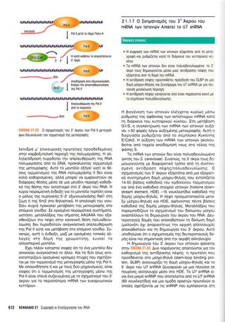 Pol ll gerd ro orlpo IIotru-A
H rorq er06ret ro onpomdreuro
5'6rpo
Anoddpqo4 qn6 eqovouKle6oq
Erdyer Inv ofl oorooeponofi or1
n1g Pol ll
Aneleu0dpooq qg Pol ll
qnd ro eruoyeb
EIKONA 21.32 0 oXqpolop6g Tou 3' oKpou rtov Pol ll peroypd-
Qov 6reuKotrriver Tov TepUoTroUd Tnq UeTqypognq.
Lenr6pd U' enrKouprK6g npoteiveq npoo6edepdveq
orqv ropBo[ure].xr1 neptolq rqg no].upepdoqg. H o].-
Lrllen(dpooq nupo6ore[ tqv one],eu06proo4 rqg RNA
nol,upepdor;g on6 ro DNA, nporoLcirwoq repprorolr6
rnq Ueroypogrjg. Aw6 ro prowStro e(qye( ytor( or 06-
oerq repporropro( qg RNA nolu;repdonq ll 6ev e(vor
rold roOoprotrr5veg, oMd prnope( vo epgovroroUv oe
drdgopeq 06o'erg pr6oo oe puo peydLq neproXll r<o0o6r-
rd qq 06o49 nou owrororle( oro 3' dr<po tou RNA. H
rUpro nepopronrrl dv6er[4 yro ro pow6].o ropnrtr4 efuor
o p6troq r4g nuprlvrxrig 5'-3' e[ovoux].edoqg Ratl orq
([Un n trlg Xrn2 oro Oqtroonrd. H ono].ot<pq rou yovr-
6(ou ouyyd nporole( prerdBooq rnq Ueroypoenq oro
en6pevo yovi6ro. Ie oproprdvo netpogoru<d ouorrjpoto,
oqr6oo, peroMdlerg rou orlporog AAUAAA nou el,o-
oOev((ouv qv n6q4 m4v xovovrrq 05oq noLuo6evu-
Liroo4g 6ev nupo6ororiv ovoyroonrd oneLeu0Sptoo4
rnq Pol ll ofte ror perdBoorl oro en6prevo yov[6ro. Xu-
venrig, ouui q 6v6er[4, po(i pe oproprdveq tonu<5q otr-
Loy6g orn 6opn rnq Xpoprot(vr;9, euvoeI to
oMoorepx6 pow6l.o.
'E1er nL6ov r<oroore( oog5g 6r ro 6vo prow6tro 6ev
onor.).e(et ovoyroortrd ro dMo. Kor to 611o (otrrg owr-
roromp((ouv oprop6veg xp(otpreg muX6g nou oXe{(ov-
ror Ue rov rep;ronop6 rnq Ueroypocprlg p5oco qq Pol ll.
Me onorov6rlnore 11 Kor pe rouq 6Uo ;rqXovtopo0g, e(vor
ooq6q 6n o repporropr6g rqg preroypoqrjg pr5oor rrlg
Pol ll e[vor orevd ou(euypr6vog Ue ro oxrlportop6 rou 3'
drpou yro ro neproo6repo mRNA rov europur.rrttrri:v
ruudprov.
21.17 O Ixnporop6q rou 3'Arpou rou
mRNA Ttltv loTovd)v Anorrei To U7 snRNA
" H 6rtppoorl rov mRNA rorv rorov6v e[oproror ono rr1 pero-
ypotpl ror pu0p((eror roro q dtopxeto rou rurroprxou xu-
xtrou.
u To mRNA rov rorovrirv dev elvor notruodevutrropevo: ro 3
orpo rouq drlproupyelrot peoor lrrog ovridpoolg ndQrlg nou
e[oproror ono q doprl rou mRNA.
* H ovrOpoorl n5g1q nporino06reL npoodeorl tou SLBP oe gLo
6oU! Uroxou-0ntrrog ror (euyoprogo rou U7 snRNA Ue Uro y0r-
rovrrrl povcirtro-rvrl fl sp roxn
* H ovr[dpool neQqg rorotruerot ono 6vov nopoyovro Kotvo l.1t
ro o0pntroro notruodevul[r,lor1g.
H Broydveorl rov rmovurv etr5y1e-rot r<up(cog pdoo
priOpuo4q qg o<pOov(og rrr.rv ow[orotlrov mRNA xoro
rq drdpr<eto rou KurroprroU rUr<Lou. Irq prerdBooq
G1/S, n ouyr<dwpcrroq rov mRNA trov rorovrrrv oulo-
ver >30 gop6q L6yro ou(qpdvr;q pretoypogrlg. Auq q
drepyoo(o puOpr((etor on6 ro o[gn].or<o Kux].[vqg
El3dk2. H oU[r;o4 rov mRNA tov torovci.lv ot<o].ou-
Oe(tor on6 toXe(o ono66prqorl rouq fio rSLog rqg
gdor1g S.
To mRNA rrov rorovc6v 6ev e[voL notruo6evu].uo;.-rdvo
(ercr6g rou S. cerevisrae). Iuvenc6g, ro 3' dr<po roug 6q-
puoupyotlwot pe 6to<popertx6 tp6no on6 q ouwovr-
oprdvrl ovr(6pooq n6qtrqq/notruo6evu).(orotlg. O
oXqprolopr6g rov 3' dr<prr-lv e(oprdror on6 pro e[orperL-
xd ouwrlprlprdvq 6opq pr[o1ou-0qArdg nou ewon((eror
14-50 Bdoerg r<o0o6rr<d rou xrridtxov(ou tepprorroptou
ror on6 6vo r<o0o6u<6 ororXe(o rorovcbv (histone down-
stream element, HDE) -15 vour.treot(6to roOodrxd qg
6oUnq pr(cryou-0ql,rdg. H ndqurl npoyporonorekor preto-
(U p(o1ou-0q).rdg r<oL HDE, o<prlvowog ndwe Bdoerg
r<o0odLr<d rqq dopulg pr(o1ou-0r1Lrdg. MetoMd(erq nou
nopepno6((ouv ro oxrlUorrop6 rou 6(x).covou pr(oXou
ovomdMouv tr1 6qpuoupy(o rou drpou rou RNA. Aeu-
teporoye(g 6o;rdq nou onoro0Lmo[v q 6[r].tovq 6opq
(proi.ov6rr 61r onoporrrltc,:q rrlv opXLxrl o).Lq).ouX(o)
onoxo0tmoUv Kor rrl 6qproupy(o rou 3' dr<pou, Auro
uno6r1orver 6l o crlrlprortopdg qg 6eureporoyo0q 6o-
prrlg e(vor nro orlpowrK6g on6 tqv oxprBrl oMll"ouX(o.
H 6qproupy[o rou 3' dxpou rtov rmovtrrv <po(veroL
orlv , . Auo nopdyoweg ononorjwor yto rov
roooptopd rqg ow(6poor1q ndqUqg: 4 np<oreivq nou
npoo6Svetor oro ;i(oXo-OqLrd (stem-loop binding pro-
tein, SLBP) ovoyvop((er q 6opu1 1-riolou-0r1).tdq KoL ro
5' dr<po tou U7 snRNA (euyopover Ue Uro noOoro oe
noup(veg oMqtroul(o prSoo oro HDE. To U7 snRNA e[-
vor 6vo puxp6 snRNP nou onoretreftor on6 ro U7 snRNA
(63 vour<Leor(6ro) r<or pro oprddo oprerorv npoteivorv or
ono(eg olerf(owot pe lg snRNP nou etrrnL6xowor orrl
-e__j-_reG
Xrn2 I
(A)n
612 KEOAAAI0 21 Iupporprl rr Ene[epyooio rou RNA
Boorxeg 6worcg
 