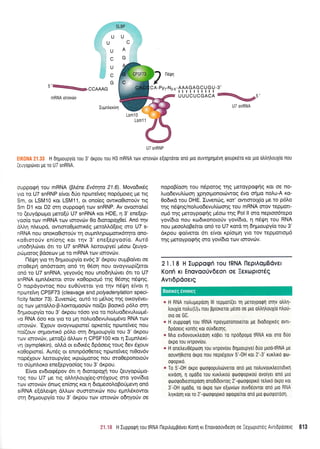 A
G
SLBP
UU
,'U
jjc
ffi,ffi
ffic
mRNA Lmovtirv
Iugntrer(vr1
oupporprl tou mRNA (BLene Ev6t4ta 27.6). Movo6tr6g
yro ro U7 snRNP e(vor d6o npcoretveg nop6proeg pe rtg
Sm, or LSM10 ror LSM11, or ono(eg owroOtororiv ttg
Sm D1 rot D2 qrn ouppoerl tov snRNP. Av ovoorqlei
ro (euydpropro prero[U U7 snRNA xot HDE, q 3' ene[ep-
yoo(o tcov mRNA r<ov totovtilv 0o 6toropol0e[. An5 qv
d.tr.q nLeupd, owroro0prorx6g pretoMd(etg oro U7 s-
nRNA nou onoro0roroUv q ouprnqpoptonr6tpo ono-
xo0roro0v en(or1q Kot rnv 3' ene[epyoo(o. Aur6
unodqtrdrver 6n ro U7 snRNA Leroupye( pr6oo (euyo-
pdrgorog Bdoeo:v pe to mRNA ttov tqrovdlv.
l-16r[q yro rq 5r1p[oupy(o ev6q 3' drpou ouprBofuet oe
moOeprl on6oroorl on6 11 06o11 nou ovoyvop[(erot
on6 ro U7 snRNA, yeyov6g nou unodrltrcbvet 6tt to U7
snRNA etrrnMretoL orov xo0optopr6 qq 05ong ndq.trlq.
O nopdyowoq nou euO0verot yto rrlv n5Qr1 e(vot q
npone[vr1 CPSF73 (cleavage and polyadenylaflon speci-
ficity factor 73). Iuven6q, ou'r6 to prdLog qg oroySvet-
oq rov peroMo-B-Aor<ropoo<ilv no((et Bootx6 p6Lo orq
64puoupy(o rou 3' dt<pou t6oo yto to nol,uodevulttopr6-
vq RNA 6oo r<or yro rq Un notruo6evuluo;.tdvo RNA ttov
rqrovdlv. 'EXouv ovoyvoprore( opr<et6g nporetveg nou
no[(ouv oqprowtr6 p5],o orrl 6qpuoupy(o tou 3' drpou
rrov rorovdlv, pero[6 dMarv 4 CPSF100 rot q lugn].er(-
vq (symplekin), oMd or erdu<5q 6pdoerg toug 6ev 61ouv
xo0optore(. Aut6g or enrnp6oOereq npolteiveg nt0qv6v
nop6louv trenoupy(eg rxptc0ptotog nou oro0eponototiv
ro oripntroro ene[epyoo(og rou 3' dxpou.
E(vot ev6ro<p5pov 6tr 11 dtotopoXrl rou (euyopdrtrro-
roq rou U7 pre trg oLlrlLoul(eg-m6Xoug oro yov(6to
rc,:v torov6v 6nog en(or1g ror q dropeool,oBotipevrl on6
siRNA e(dLetqrl dlLrov ouorotx6v nou egnl6t<owot
orq 6qploupy(o rou 3' dr<pou rov torovdlv o6qyoUv oe
CA-Py7-N2-u -AAAGAGCUGU-3,
ttttttllll
uuucuccAcn
%e5'
U7 snRNA
nopoB(oor1 tou nSpotog rnq peroypqg{g rot oe TIo-
l,uodevuL(cooq Xprlotpronotdrwog 5vo orlpro nol,u-A t<o-
0odrxd rou DHE. Iuvenc(lg, rot' owtorot{o pre to p6}'o
qg n6gqg/notruo6evutr(oonq rou mRNA orov repport-
opr6 qg preroypogrlq p6oco rqq Pol ll sro neptoo6tepo
yov[6ro nou ro6rxonorofv yov(6to, 11 n6Q4 tou RNA
nou peootroBe[tot qn6 ro U7 t<otd q 64;rtoupy(o tou 3'
drpou Eofveror 6rr e(vot r<pfotprr; yro rov teppottopt6
rnq Ueroypoqnq oro yov(6to ttov torovrilv.
neun
U7 snRNP
: H [rlproupyro rou 3' orpou rou H3 mRNA rotv torovtirv e[opToTor ono puo ouvrr1p1p6v1 qoupr6ro roL ;tto o),trr1LouX(o nou
.e-yoptover ue ro U7 snRNA.
2 I .l I H luppogri Tou IRNA lleprAopBdvet
Konh rr Enovoo0v6eon ot lextoprordq
Avrr6pdoerq
a H RNA notrugepoorl lll repuon(er rt,l UeroypoQn orqv 0trtrr1-
trouXio notru(U)4 nou Bp(oKsTot ptloo oe Uto otrtrltrouxto ntro0-
oro oe GC.
* H ouppoQn rou IRNA npoyporonote(rot pe dto6oxtr6g ovrt-
6pooetg ronrlg ror orlvDeolg.
e Mro evdovourtreooq roper ro npodpopo IRNA rot oto duo
orpo rou rvrpoviou.
* H onetreu05poorl Tou lvrpovlou dqptoupyei 000 utootRNA ue
oouvrl0toro orpo nou nepr6Xouv 5'-0H rot 2'-3' rurtrtrd qo-
oqoprro.
* To 5'-0H oxpo rptootpoputrttlverot on6 pto notruvouxtreondtrl
ruvoorl, 11 opo6o rou rurtrtro0 Qtrtotpoptrou ovo[yet ono pto
rprootpodteorepoorl onodldovrog 2'-tpoorpoptro retrxo orpo rot
3'-0H oUo6o, ro orpo rolv e[ov[ov ouv66ovrot on6 ;tto RNA
trtyroorl ror ro 2'-tptrrotpopuo otpopelrot ono gto Qo0Q0T0or1,
:: 'i8 H Iupporpn rou tRNA l-lepilopBover Konfl rt Enovoorjvdeol oe :eXoprore_Q Avl6pooet-c 613
Lsm10
Lsm11
Boorreg 6woreg
 