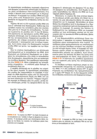 Or neptoo6repeg owrdpdoerg ouppocp(g e(oprcbwor
on6 BpoXe(eq ouvorverrK6g oMr.1).ou1(eg xor 6re[dyov-
ror p6oto ovrr6pdoecov frans-eorepono[r1oqg mrg
ono(eg 4 OpoUorl efvor ouwovropdvq pre q 64ploup-
y(o 6eoprciv. H ouppogri rcov yovrS(ov IRNA enmuyld-
veror p6oro ev6g drogoperrroU prqXovropro[ nou
Boo[(eror oe [eXopror6q owtdpdoerg xonrlg rqr o[v-
6eo4g.
[1epftou 59 on6 ra 272 nupqvrrd yov(6ro IRNA orq
(UUn S. cerevisiae e(vor 6roreroprprdvo. Ko06vo riler 6vo
ptovo6rx6 rwp6vro nou ewon((eror g6Lrg 6vo voux.l.eo-
rbro prerd rrlv 3' nleupd rou owxul6u<ov(ou. To rwp6-
vto r<ugo(vowor oe ;r5ye0og on6 14 6rrlg 60 Bdoerq.
Ooo Bp(orowor oe oXerr(6prevo yov(6to IRNA SXouv
nop6trloro oM4l,ouX(o, evdl ro rwp6vto oro yov(6ro tR-
NA nou owrTrpoooneriouv drogopertrd oprrvo[6o 6e
oler(owor. Aev undpyu ouvaweuxrj aAA4louyta nou
0a pnopoloe v' avayv@porc( an6 ru 6v(upa ouppa-
g{9. Aur6 en(oqg roXUer oro 6rorerop;r6vo nuprlvrrd
yov6ro IRNA rcov rpur6v, r<ov opuprB(cov ror rrov 0r1Lo-
orrcbv.
'OLo to rwp6vro nepil.oprBdvouv pro oLl,rlLouX(o
oupnL4pcol.rorxrj pe ro owrr<odm5vro rou IRNA, Aur6
6qproupye( pro evoMorcnxrl dropr6pgoorl yro to Bpo-
1(ovo rou owrxrrl6rrov[ou offlv ono[o ro owu<rrldrr6vro
e(vor (euyopropr6vo, q44poil(owog 6ror puo npo6r,roorl
rou ouvrlOoug BpoX[ovo. 'Evo nopd6erypo nopouord(e-
ror orrlv EIK0NA 21.34. M5vo o Bpo(ovog rou owro6r-
rov(ou enrlped(eror - ro un6lorno pr6pro 6roqpe( u1
ouvqOropdvq 6oprr1 rou.
H orprBr1q otrLrlLouX(o r<or ro pr6ye0oq rou rwpovi
ou 6ev 6Xouv o41.roo(o. Or neproo6tepeg preroMd[erg
oro rwp6vro 6ev nopepno6[(ouv q ouppogrl. H oup-
paEfi rcu IRNA elaptdtat xup[aq an6 u1v avoyvthpto4
ploq xo:fiq eutepotayolq 6op4q oro IRNA, aw[ yn
pn xolr1 aMr1Aouy[a rcu twpov[ou. YndpXouv onpqwr-
r<6q neptoX6g oe drdtpopo pr6p4 rou pop(ou, prero[0 d].-
).ov oLLrll,ouX(eg peto[O rou BpoX(ovo-66rcrr1 Kor rou
ZeuydpoUo
To twprlvro (euyoptirver
ge q 0r[trd tou owtrordrrov(ou
To rvrpovlo oT0 tRNAPrre r1q (uUlq (euyoprr-rver pe
ro ovlrorDrrovro yro v' otrtro[er q dogrl rou ppoX[ovo TOU ovTrKo]-
drrovlou. To (euyoptoUo pero(f pLog onortreropevlg poolg oro
ploXo ror qq 0qtrrog rou rvrpov(ou rou npodpopou poprou rotrtg
onoue [ror yro q ouppotpil.
BpoX[ovo D, oMrll,ouX(eg oro Bpol(ovo T/C ror rd(cog
oro BpoX(ovo rou owrKo6u<ov(ou. Aur6 Oug((er ng 6o-
pm6g npo0no0Soerg nou r[Oewor oro IRNA yro rn pe-
rdgpoorl (BMne KegdLoro 24).
MoLorqUro, ro rwp6vro 6ev s(vor eweL6g doXero.
To (euydpropro prero[ri puog Bdorlg orq 0r1].td rou rv-
tpov(ou Kor Uroq o(euydpoqq Bdonq oro p(oXo e(vor
onopofuqro yro rrl oupporpq. Mero).1,d[erg oe dtr].eg
06oerg nou enrlped(ouv out6 ro (euydprrtpto (n.X. 6r;pu-
o u pyriwog evoMorcrxd np6runo (euyopcil poroq) enrl -
ped(ouv 14 ouppogrl. Or rov6veg nou 6r6nouv rr1
6toOeorpr6qro rov npo6p6prov tRNA yro ouppo<pr1
ptord(ouv pe rouq ow(orotloug xov6veg yro rrlv ovo-
yvciprorl on6 rrg opuvoor<ulo-tRNA-ouv0erdoeg (BLdne
Ev6trya 25.9).
I' dvo Oepproeuo(oOqro perd).troypro (0prqg nou
onoruyldver v' ogotpSoer ro rwp6vto, droreroppdvo
np6Spopo prdpro ouooopeUowor mov nuprlvo. To
np66popo pr6pro lprlorponororiwor <og unoorp6proro
yto rivo oUmqpro el,eU0epo rurrdpov nou er<Xu),((e-
rqr on6 r0rropo dyptou rUnou. H oupporprl tou np6-
dpoprou 1.rop(ou prnope( vo noporrlprl0e( L6yo rrlg
enor6).ou0r1g pe[ooqg rou prey60oug. Aur6 onnKo-
norefuot pSoo qg ol},oyr1g mr1 06oq qg (rrivrlg r<ord
qv qLerrpoe6pnon oe nr1rr4, 6nog <porveror orrlv
EIN0NA 21.35. H eLdrrcoorl rou pey60oug epprrlverieror
on6 rqv eprgdvroq ;uog (cilvrlg nou owrnpoooneUer
to rwp6vro.
To eLe(0epo rurrdpov erlULrotrro prnope( vo xLo-
ol.rotono rr1 0e[ el,5yXowo g rqv rxov6rrlro ou p poE4 g
rou IRNA. H in vitro ow(6pooq onone( ATP. O lopo-
rcrqprop6g rotv owr6pdoeov flou npoypororroroUwor
pe { 1op(g ATP deiXver 6r ro 6uo leyuptord otd6n
qq owbpaoqq xataiowat on6 lnEopetxa 6v(upa.
Erd)ool ['erXUtrrogo
llp6dpogo tRNA
NG
G -,ffi,#
Ufl;
:d,6nl
ffiffi ./
ffi'8rry,
TP
ffiIvrprivto
Oprgo tRNA
CG
GA
AU
GCm
AV
CG
m AU
cA
UG
wAvflK(l)6rK6vro
tl
ffi
noo*,,
ffi
ry1 turpdvro ffi
-r
n*o
[:']
cH"YdhW+ %,
H),exrpoqopqol oe nrlrrrl
' H ouppoqrg rou IRNA Tnq (uUnS in vitro noparo-
),ouOe(ror p6oo qg ovotruolg rou npodpopou RNA xor Tov npo-
iovtrov pe qtrerrpoqoploq oe n1rrr1.
614 KEOAAAI0 21 lupporprl rr Ene(epyoo(o rou RNA
 