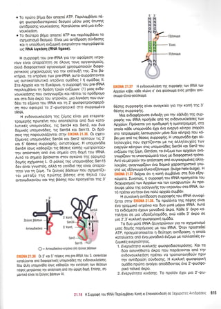 o To npdno gnUo 6ev onore( ATP. l-lepiloprBdver n6-
rlq <pootpo6ooreproU 6eogoti p6oto gtog dtunrlg
ow(dpooqq vouxtredoqq. Kototr0etot on6 pto ev6o-
vouxl.edoq.
o To 6eUtepo FnUo onore( ATP xot nepfioprB6vet ro
oXrlprotropr6 6eopro0. Eivot 1-tto owfdpooq o6v6eoqg
xor 11 une60uvq ev(u;lxri evepy6qto neptYpd<petqt
coq RNA lryrdo4 (RNA ligase).
H ouppoqrl rou pre-tRNA Yto rrlv orpo[peor1 twpo-
vfov e(vot onopo(tr1tq oe 6].oug rouq opYovtoproUg,
otrtrd 6to<popettro[ opyovtopro( Xprlor;ronotoUv 6torpo-
perrrotig prrlXovropro0g Yto rrlv en(teu[4 qq. Ito Bo-
rcr{pro, to twp6vto ttov pre-tRNA ouro-ouppdntowot
oq ouroKqrotrutrxd twp6vto opr66og I tl ogdSoq ll'
Iro Aplo(o rot to Eurdpuo, n ouppo<pr1 tou pre{RNA
nepil.o;rBdvet q 6pdoq tptc0v ev(0prcov: (1) gtoq ev6o-
vouxtredorlg nou ovoYvopf(er rot nSmet ro np6Spopto
Kor oro 66o drpo tou twpov(ou, ;rto fuyxdon nou ouv-
65er to e(drvto tou IRNA t<ot t1 2' 9t:ogotpovoqepd-
on nou ogotpe( ro 2'-9rr:o9optr6 mo ouppog6vo
tRNA.
H ev6ovourledo'q rnq EUUnq e[vot 1-tto srepore-
rpopepnq nproteivrl nou qnotel'e(tot on6 6uo xoto-
l,uttr6g unoprovddeg, rtq Sen34 rot Sen2, rot 5uo
doprrSg unoprovd6eg, trg Sen54 rot Sen15. Ot 5pd-
oerq rrlq nopouotd(owot ornv Ell(0NA 21.36. Ot oXett-
(6preveq unoprovddeq Sen34 rot Sen2 n5mouv ttg 3'
^oi
s' e6oetq oupporprig, owtmo(1roq. H unoprovddo
Sen54 (oroq roOop((er ttg 06oetg ronriq "petpri:wog"
t4v on6moorl on6 6vo oqpre[o m1 6opr{ rou IRNA'
AutS ro orlpre(o Bp[or<etot mov oyrdrvo qq (cbptpng)
6oUnS opi;rotog L. O p6Log qg unogovddog Sen15
6ev efuoiyvt:m6q, ol'Ld ro yov(6t6 r1g e(vot onopo(-
rnro yto rn EUUn. To (e(yog Bdoeov nou oplprot[(e-
ror ;rero[ti rqg nptirtqs B6onq orq 0r1].td tou
owu<trrdtrov(ou xot qq Bdoqq ilou nponYe(tot qg 3'
tlt(0NA 21.3? H evdovouxtredon rnq ouppoQnq rov IRNA rolv
Apxq(ov r6pet xdOe rtr6vo o' 6vo tpouoxtol-to evdg ;roripou tpotl-
orol po-6)rwo-tpouoro p0.
06oqg ouppoqriq e(vot ovoyxo[o yto ulv ron( qq 3'
05oqq ouppoqdq.
Mto ev6roq5pouoo 5vdet[r1 Yto rrlv e[6].t[r1 rnq oup-
pqgns tou IRNA npoqL0e on6 rg ev6ovouxirsdoeq rov
Aplouov. flp6xemot yto opro6q.repri ri ogotxpopepi, oro
ono(o rd0e unopovd6o 6Xet 5vo evepy6 r6wpo (nop6tt
oro rerpopep6g treroupyotiv pr6vo d0o r<5wpo) nou 16-
Ber puo on6 rtg O5oetq ouppoqriq. H unoprovd6o 61et oL-
i4l,oux(eg nou oxet((ovrot Us ttq otrI'rlLouX(eq tov
evepycirv rSwptrlv orq unoprovd6eq Sen34 xot Sen2 tou
ev(riUou rnq EUUq. Om6oo, ro 6v(u;ro tcov oplo(tov ovo-
yvrrlp(ouv ro unoorp6ptotd roug pe 6totpopunr<6 tp6no'
Awlvq gerpo0vrqv on6oroc4 on6 ouyrexprydveg oMrl-
LouX(eq, ovoyvop((ouv 6vo 6optr6 XqpoKrnptorx6 yvro'
o16 coq e[6yr<o: go-6ltr<o-e(6yr<o go (bu I ge-hel ix-bu I ge)' H
H(ONA 21.37 6e(yyu 6t q r<onq ouprBo(vet oro 60o e[oy-
rrigoro. Euvenc0g, 11 ouppocprl rcu IRNA npoqyekot rou
6roXroproproU ttov Aplo(rov Kot rov europutottitv' Av npo-
5ruQe pr6o<o rqg erooyroyrlg tou twpov(ou oto IRNA, ou-
t6 np6na vo {tov 6vo no)rU opXo(o ouprBdv.
H ouvol,txrl ow(6pooq ouppo<pr1g tou IRNA ouvorf(-
(eror orrlv Ell(0NA 21.38. To npoi6wo qg n6tl'r4q e(vot
5uo ypo1rg,n6 rwp6vto ror 6uo ptod g6pto IRNA' Autd
ro ev6rdpeoo 6Xouv provodtt<d drpo. Kd0e 5' drpo ro-
roLrlyet oe Uto udpo[uLopd6o, ev6 r<d0e 3' drpo oe
puo 2',3'-rurtrxri rprrlo<popxrl ogd6o.
' To 6uo prtod IRNA (euyoprirvouv yto to olqpottopt6
ptog 6o;rig nop6protog Ue rou IRNA. 'Orov npoore0e[
ATP, npoyl.rotonotefuot 11 de6tepq ow[6poo4, 11 ono(o
r<orol0etoi on6 6vq povodtx6 6v(upro pre noMontr6g ev-
(upux5q evepy6qteg.
1. Evepy6tlta xuxLtxfiq EuoEodeorcpdo4q' Kot to
66o oouvriOtoro 6t<po nou nopdyowot on6 tlv
evEovourtredorl np6net vo rpononotq0oOv nptv
qv ow(6pooq ofv6eoqg. H r<uxl'txrl goo<poptxrl
o;rd6o np6ro ovofuet onoS(dowog 6vo 2'-rpoorpo-
pu<6 tetrtr6 dxPo.
2. Evepyotqta x:do7q. To npoi6v 6Xet pto 2'-qor-
5',3',
FS pS
fllS gI'{
hH Phi!
h*ffi
F$ryh/
H,{ l/-
EqoYKouo
mm-"-f ;+4-- E[6Yxtouo
pd gt
/&Ffif,* PS.
lr/XopoKog
5' Kontl ll5',
Senl 5 -
O : Avrtrodtxdvto-tvrpovto (Al) (euyoq pooetlv
..,,r' . ' ::r 0r 3' rot 5' nerfetq oro pretRNA rou S, cerevisiae
roroluovrot ono dtorpopertrSq unopovodeg qg ev6ovourtreoorlg'
N4ro otrtrn unogovoDo ioolq ro0opi(et qv evrontol rotv Oeoeotv
nrlfiq Uerpdrviog rrlv onooroorl ono qv 6ptUtt OoUn. En(onq, ol-
povrtr6 e(vot ro (e0Yoq pooeotv Al.
3' Konrl
Sen34
?1."i.* H Iupporprt routRNA flepiloppover Konrlrt Enovoouvdeorloe:eyot0Lc :l - 615
 