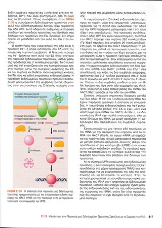 (e6rn).oprdveg nporetveg (unfolded protein re-
sponse, UPR) nou e(vor ouw4pnpdvn on6 q (tipq
5r,-lg ro OqLoortr<d. 'Onog ouvorp((etot orqv EIK0NA
21.39, 11 ouooril peu oq [e6rn],otrrdvr.ov npulreivcilv qrov
qu^.6 rou evdonl.oopolxo0 6rrr[ou (EA) nupoSore(
qv o66 UPR. Aur6 odrlye( oe ou(4prdvq ;reroypoqr;
yovr6(crlv yro ouvo6orig nporeiVeg nou Bo4Ootiv oro
dft).opro rolv nporetvri:v oro EA. Euvenrig, 6vo orjpo
npSner vo perodoOe( on6 rov ouL6 rou EA orov nu-
pnvo.
O oro04rrlpoq Trou evepyonore( trlv o66 e[vor r1
nporetVq lre1, 4 ono(o ewon[(eror mo EA Ko/n rnv
eororeprr4 nupqvu<r1 pepBpdvq. H N-reLu<rl neproX4
rqg lrel Bp(or<etor orov ou6 rou EA 6nou ovrXyeUer
r1v nopouo(o (e6rnlcr:pr6vov npolreivriv, prdMov g6oro
qg np6o6eonq rnq o' erre0erp6vo pror(Bo. To C-te).u<5
9ro6 r4g lrel ewon(erot e(re oro xurrop6nl.oopo e(te
orov nuprlvo (L6yco qq ouveloUg pepBpdvqg rou EA
Kor rou nuprlvo) xot 6ro06rer 16oo evepy6rrlro rrvdorlg
Ser/Thr 6oo ror erdu<r1 evepy6ulro ev6ovour<tredo4g. H
n p6o'6eor1 (e6rn).to prSvov npcoreiv6v n po roLe( ou oori-
peuon Uovopeprirv lrel orrl gepBpdvq rou EA, odqydrv-
roq qrrlv evepyono(qo4 qg C-relu<r1g neproXlq orqv
H neproXrl orov quld rou EA
npoo66vet qv [edrnAogdvl nporelvrl
H neproX4 mov nupqvo /
xunoprintroopo ropet ro H,4C7 mRNA
+rc
dtrl.q nLeupd qg pepBpdvrlg pSoro owogargopuXrrr-
onq.
H evepyonor4prdvrl C-relrrrj ev6ovour<Ledon 6xe1
npoq ro nop6v, pr6vo 5vo (oqpowu<6) un6mporpo:
np6xeLror yro ro mRNA nou rro6rxonore( rov etdtr6
yro rnv UPR nopdyowo Ueroypo<pfq Hacl orn ([Un
(Xbpl mo onovdulrord). Yn6 xovovrr6g ouvOqr<eg,
6rov 4 o669 UPR 6ev e(vot evepyonorrlpdv4, ro mRNA
rou HAC| nepr6Xer 5vo rwp6vro 252 voux.treorr6(rov
(To Xbpl nept6ler 6vo rwp6vro 26 vourd.eortS(rov).
Irn (0prf , ro rwp6vro tou HAC| nopeprno6((er rn Ue-
tdgpooq tou mRNA oe l,etroupyu<4 nporeivq, evdl
oro 0r1Loonx6 ro rwp6vro rou Xbpl ennp6ner Uev rrl
petd<ppooq oLl,d 11 npotetvrl ypnyopo ono6ope(ror
on6 ro npcoreooopdrro. :rrlv ene[epyoo(o ouro[ rou
rwpov(ou epnL6rowor oouvrlOrmo oumolrd ouppo-
qnq. H evepyororrlp6wl ev6ovourl.edoq lrel 6po dpre-
oo oro mRNA tou HACI (mRNA rou XbpT oro
onov6uLrord) rou<6Ber lg 6uo ou;rBol.rig oupporprlg,
ogrlvowog 5vo 2',3'-r<ur<Lu<6 googoprr6 mo 3' dxpo
rou 5'e(olviou Kor pto 5'-OH mo 5' dr<po rou 3' e(o:v(-
ou. 'Enetto, or 6uo oupBoLdg ouvdSowor on6 r1v tR-
NA Atyr<dor1 nou 6po orrlv o66 ouppogrig rou IRNA.
'Eror, ol,6x).r1pq r; o669 ene[epyoo(og rou mRNA rou
HAC1 (Xbp1) prord(er Ue rnv o66 rou pretRNA.
Om6oo, undplouv oqprowx6g 6roqop6g prero[ri
rtov 6uo o6drv. H lrel xor 11 ev6ovouxedoq IRNA 6ev
SXouv nop6;roro oprol,oy(o ri orimooq oe unopovd-
6eg. H evepy6rqto ev6ovoux..edonq rnq lrel pu0pri-
(etot oe peydLo Bo0p6 oro EA ru 61et pr5vo 5vo
un6mpopro (pre-mRNA tou HACI). Aw(0ero, q ev6o-
vour),edoq IRNA 5Xet no).),d unomptirporo, 6Lo pre
xorv6 6(nLopo rou IRNA, pre ;lrprl npor(p4o4 yr' otr-
l,4LouX(eg nou neprBdll,ouv rrg ouprBol6g ouppo-
ens.
Xprlorponortirvrog 1.rro tritoro o66 nop6proro pre
rou IRNA yro rnv ogo(peor1 tou rwpov[ou on6'ro m-
RNA rou HAC1 (Xbpl), ro riprpro mRNA prerogpd(e-
ror Kor. nopdyer 6vov roXup5 preroypoprr6 nopdyowo
pe por(Bo Boorrof-<peppoudp Leur[vr1g (bZip) nou
npoo65veror o' 5vo r<orv6 prot(Bo (UPRE) orov unoKr-
vr1r1 noLlcilv r<o0o6rrd:v yovr6(rrlv. To yovrbrord npo-
i6vro npootore(ouv ro x0nopo ou(dvovtog rqv
5r<gpoo4 nporeivrilv nou Borl0otiv mo 6(nLtopo rov
nptoreivrrSv.
Av ro oUorrlpo UPR roror.truore( on6 [e6rn].opr6veg
npoteiveg, n evepyoilornp6v4 neproXrl rrvdorlg r;g lrel
npoo6Svetor oro pr5pro-npoooppromrl TRAF2 oro KUr-
top6n).oopro yro vo evepyonorrloer rqv o66 qg on6-
nroorlq Kor vo Oovorcboer to r0rtopo. 'Erot, to
r0rropo Xprlo$onoe( pto oouvqOroq qrpqrrlyxq ene-
(epyoo[og rou IRNA yro v' onowrloer oe (e6rn]lr:pr6veg
nprrrreiVeg. 0o16oo, 6ev undpXer epqovnq oX6or; ;rero-
E0 qq evSovoux.,edor1g lrel Kqr rnq ev6ovour<Ledoqg
rnq ouppogr1q rou IRNA, on6re 6ev e(vor npogovSg
n6g 0o pnoporioe vo SXet e[e].tX0e( ow6 ro efet6rreu-
pSvo orior4pro.
|
rulr.ooooon
I
nnooounon
I
tnr,rn i,v*oon
MeroQpoon
i
i .] HAC!
'! j9
. '.;6P
I
H onovqol oTrlv nopouo(o prog [edrntropevlq
rporrelvlg npoyporonorelror Us illv evepyono[101 erbrxqg oup-
roqflg rou HACl mRNA yro Tr'1v nopoytrty1 evoq UeToypoQrKou
ropoyovro nou ovoyvop[(er rqv UPRE,
UPRE
;i.i* HAnovqorloqvllopouo[oprog:e0rntropevqgl-lporeivrlglXen(erorpeqlupoc:-,,-::',- 617
 
