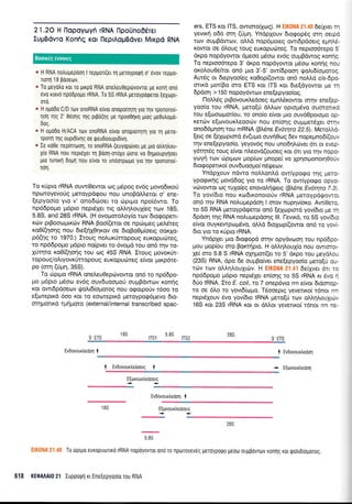 21.2O H Ilopoyrrrvfi rRNA [lpoUno0drer
IugBdvro Koniq ror fleprAopBdver Mrrpd RNA
* H RNA notrupepool I reppori(er rn Ueroyporprl o' evov reppo-
norl 18 pooeolv.
* To Ueydtro rot ro prrpo RNA onetreu0eptirvovrol ge ronrl on6
evo rotv6 npo6po;ro rRNA. To 55 rRNA peroypoqerot [eXrrrpr-
oro.
* H oUodo C/D rtov snoRNA e[vor onopolqrq yro qv rpononol-
loq Tnq 2' Oeor1g qq pgo(qg pe npoo0rirl prog ;re0utropo-
doq.
* H ouo0o H/ACA rov snoRNA elvor onopo(rr1T! yro q UeTo-
rpoq rnq ouptdivrlg oe qreudooupr6[vn.
* Ie roOe neplnroor1, ro snoRNA (euyoprlver pe gro otrtrqtrou-
Xro RNA nou nepr6Xer q pooq-oroXo riore vo dqproupyrloer
1.uo tunrxfl Dop1 nou elvot ro unoorpo;ro yro rrlv rponono(-
ton.
To r<rlpro rRNA ouw(Oewor oq U6poq ev6g povo6txorl
npo-lroyevoUg preroypdgou nou unoBdMeror o' ene-
(epyoo(o yro v' onodriloer ro roptpro npoidwo. To
np66popro pr6pro neprdxer nq oM4).ouXieg rov 18S,
5.8S, and 28S rRNA. (H ovoproro).oy(o tov drogoperr-
r<cbv prBoorr;prrcbv RNA Boo((eroL oe npot;reg prei.dreg
ro0((r1or1g nou 6re[4X0r]Kov oe 6roBo0pr[oerq ooKxo-
p6(qg ro 1970.) Iroug no).urrirropoug europucbreg,
to np66popro pr6pro noipver ro 6voprd rou on6 rnv ro-
XUqro xoO((qoqg rou oq 455 RNA.Iroug govorfr-
ropou g/otrtyovr<Unopo u g eu xopu c6reg e(vor puxp6re-
po (orn (0prl, 35S).
To cbprpo rRNA onel.euOeptr:vowor on6 ro np66po-
po ;16pro pr6oo evdg ouv6uool-roti ouprBdwrrrv r<onr1g
rot owt6pdoeov {,ro}.t6(ouoroq nou ogoLpo0v t6oo ro
e[olreptrd 6oo xor ro eooreprKd preroypo<pdpevo dro-
orqprotu<d rpqproto (external/internal transcribed spac-
5,ETS 18S
ers, ETS ror lTS, owroroiXtog). H Ell(0t{A 21.40 6efi3rer rr1
yevrxrl o66 orrl (0;rq. YndpXouv 6rogop6g orq oerp6
rrrrv ouprBdwrrlv, oMd nop6proreg owrdpdoerg eprnM-
Kowor oe 6Loug rouq euKopu6teg. To neproo6repo 5'
drpo nopdyowor dpeoo ;16oo ev6g oupBdwog ronrig.
To neproo6repo 3' drpo nopdyowor prSoro ron{g nou
oroLouOe(ror on5 puo 3'-5' ow(6poon qrofu6(oporoq.
Aurdg or 6repyoo(eg r<o0op((owor on6 noMd crs-6po-
orrrd prot(Bo mo ETS ror ITS ror dre[dyowor Ue rrl
6pdon > 150 nopoy6wcov ene[epyoo(og.
l-lotrLdg prBovouxLedoeg epmL5xowqr ornv ene(ep
yoo(o rou rRNA, pero[U d],],rov opropr6vo oumorxd
rou e(roool.rqr(ou, ro ono(o e(vqr pro ouvd0poropo op
rerc0v efrovouxtreoocbv nou enloqg outrrprerSler mrlv
ono66;rqoq rou mRNA (FL6ne Ev6-r4ta 22.5). MeroMd-
[erg oe (eXoprord 6v(upro ouvr1O<og 6ev nopepnodi(ow
qv ene[epyoo(o, yeyov6g nou uno6r1],civer 6l or evep
y6r4t6g roug e(vor nl,eovd(ouoeg ror 6n yro rnv nopo-
yoyf rov drprprov prop(rrlv prnope( vo Xcrlorponorrl0o0v
6rogoperxoI ouv6uool.ro[ ndryeov.
Yndplouv ndwo nollonl,d owrypogo rnq Uero-
ypocpxrlg provddog yro ro rRNA. To owiyporpo opyo-
vrivowor rog ruXo(eg enovoA4Qerg (BA5ne Ev6qta 7.8).
To yov(6ro nou ro6rr<onoro0v rRNA preroypdrpowot
on6 tqv RNA noLuprepdoq I orov nupqv(or<o. Aw[Oero,
ro 55 RNA peroypdrperor on6 [eloprord yov(6ro pre rrl
6pdoq qg RNA no).uprepdorlg lll. l-evrd, ro 55 yovi6ro
e(vot ouyrewptrlpr6vo, oMd 6roXrop((owor on6 ro yovi-
6ro yto ro r0pto rRNA.
Yndpler puo drorpopd orqv opydvroon rou np66po
1.rou 1.rop(ou oro Borcrripro. H oMrlLoul(o nou owrorot-
1e( oro 5.8 S rRNA oXqtr-ror[(er ro 5' dxpo rou preydou
(23S) RNA, dpo 6e ouprBo(ver ene(epyoo(o ;rero[ri ou-
rdrv rtrlv oLLq).ouXrcirv. H EIKONA 21.41 de(per 6n ro
np66popo prdpro nepdXer en(or1g ro 55 rRNA r<r 6vo 4
60o IRNA. Zto E. coli, ro 7 onep6vrq rrn e(vor drdonog
ro oe 6l.o ro yovr6[tr;1-ro. T6ooeprg yevetxo( r6not rrn
nepr6louv 6vo yov(6ro IRNA peto(ri rrr:v oMrll,ouXrdrv
165 ror 23S rRNA r<or or dMor yevenxo( r6nor rrn ne-
E OC
lTSl
r'eu
lTS2
28S
3, ETS
Evdovouxtredorl i t Evdovourtredorl
I EvdovouxLedoetg t * EErovourtredon
E[rovourtredoetq
++
Ev5ovoux.edor1 |re
185 E[tovoudte6oerg
++
585
: ' To topt;to europuortro rRNA nopoyovrot ono ro nporoyev6g peroyporpo peoto oupBovrov rondg ror rl.ro),rdrogorog.
618 KE0AAAI0 21 Iuppotprl rr Ene[epyooio rou RNA
Boorxeg eworeg
taa
 