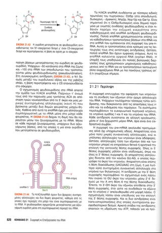 00H
P/
EIK0NA 21,43 H ouprdtr4 gerorp6neror oe tpeudoouprd[vq owr-
ro0rortrlvrog rov N1-oorXopurr6 deopo p' 6vov C5-oorXopLnr6
0eopd roL neprorpdgowoq rn Boq oe oX6oq pe ro ooxXopo.
no(r1o4 Bdoeov prerorp6nowoq rnv oupr6(vq oe r,Ueu6o-
oupr6(vq. Yn6plouv -50 xotdlorno oro rRNA rnq (6UnS
r<ot -100 oro rRNA rov onovduLrotcbv nou rpononor-
oUwor ;r5oo rpeu6oouprdw(aroqg (pseudouridination).
It4 ouyrerprprdvq ow[6poo4 {EIKONA Z1.4tl, o N1 6e-
opr6g prero[ri tou oupr6u],rro0 o(5og Kor rnq prB6EnS
ondet, 11 Bdo4 neprorpdrpetor r<or o C5 enovoouvd6erot
oro odrlopo.
O oXrlponopr6g qUeu6ooupr6(vr1g oro rRNA onome(
qv oprdSo rrov H/ACA snoRNA. l'lo(pvouv t, 6voprd
toug on6 rrlv nqpouo(o truog tprnAsrog ACA oe on6-
oroorl rprcbv vourLeor6(rrlv qn6 to 3' drpo Kol. proq Ue-
prrdrg ouvt4prlpr6v4g olLr1trou1(og (r<our( H) nou
Bp(oreror prero[ri 6uo 6o;rcbv goupr<6rog pr(o1ou-0q-
l,rdg. Ko06vo on6 owd to snoRNA 61er pro oM4Lou(o
oupn).4pto1.rolrq pre ro rRNA prd,oo mo trrioXo rdOe
goupr6rog. H EIKONA 21.44 6e(yyer q 6opri nou 0o no-
poy6rov trrdoro rou (euyopcbproroq pe ro rRNA. Mdoo
oe rdOe neproXrl (euyopd:prorog, undpXouv duo o(eu-
ydpcoreg Bdoetg, on6 lg ono(eg q pro e(vor oupr6(vr1
nou perorprlneror oe rfeudoouprd(vq.
snoRNA 5'
dr l-1
: .. . To H/ACASnoRNA eXouv duo Bpoxereq ouvTnpl-
g6veq otrtr1trouy[eg ror duo 6opeq qouprerog, ro0epro on6 rrg
onoleg eXer reploxeq oro pfoXo nou e[vor oupntrqptopolxeg pe
ro rRNA. H Qeu0ooupLdivq oXrlpol(erot UeToTpenovToq pLo o(eu-
yopotrrl ouprDLvrl luioo orrl oupnLqpotporLrl neptoXrl rou rRNA.
620 KEQAAAI0 21 Iupporprl xt Ene(epyooro rou RNA
To H/ACA snoRNA ouv66owor pe r6ooeprg er6u<dg
npcoreiveg rou nup4v(orou: Cbf5p (oro onov6uLrr:rd,
duorepfuq - dyskerin), Nhp2p, Nop10p r<or Garlp. E(vor
orlpowu<6 6l 11 Cbf5p/6uorep(vr1 e[vor 6opurd nop6-
Uoro Ue yvroordg ouv0doeg rfeu6ooupr6(vr1g ru 6ror nr-
0ov6v nopSler r4v ev(u;rrrr1 evepy6rrlro orrlv
roOodr;yoriprevq on5 snoRNA ow6pooq qUeu6ooupr6r-
v(too'r1q. I-loMd snoRNA Xpnorponororiwor en[or1g yro
vo xoOo6rlyrloouv rponoTrot{oerg Bdoeov oro IFINA Kor
sro snRNA nou epnl6rowor orrl oupporp4 rou pre-m-
RNA. Aurdg or rpononot4oerg e[vor r<p(orpreg yro ng Aer-
roupy(eg rouq olq owfmorleg owr6pdoerg. 0o16oo,
noMd snoRNA 6ev 51ouv e;rgove(g or61oug. Awd ro
snoRNA r<olorivror opEava RNA (orphan RNA). H
Unop(r1 roug uno64Lcbver 6rL notrtr5g BroLoyrx6g 6rep-
yooleg (oog 1p4or;ronoroUv prrllovroproUg r<o0o6qyo6-
Uevouq on6 ro RNA yro vo rpononorr;oouv Leroupyrxd
dtri.o er<<ppo(6prevo RNA pe nto nou<[],oug tp6noug on'
6,tr yvop(ou;re oripepo.
21.21 IlepiAn{n
H ouppogq enmuyXdver qv ogo(peoq rtov rwpov(rrrv
xor rq oUvdeon rov e[covirrtv orrlv c0pq-rq oM4].ou1io
rou RNA. Yndplouv roui.dlrorov r6ooeprg r6nor ow[-
6pooqg, nou 6ror<p(vowor on6 rg onomqoerg roug rn
vitro xot ro ev6rdpeoo nou nopdyouv. To ouorrlgcrro
nepil.ogBdvouv ro euKopuortKd nuprlvrxd rwp6vto,
ro rwp6vro o;rd6og I r<or II Kor ro rwp6vro rou IRNA.
Kd0e ow(6poor1 ouv(ororot oe oMoy4 opydvoorlg,
pr6oo o' 5vo (eXo:pror6 trl6pro RNA, dpo e(vor dvo cis-
6pooru<6 ougBdv.
H ouppog4 rou pre-mRNA qKo).ou0e( npol;rcirpre-
veg oMd 6Xr unoXpeonr5g o6orjg. Anopo(rrlteg e(vor
p6vo noLU pu<p6g ouvorvettx6g oLl,rlLouX(eg, evc6 or
un6Loneg oMr;l,ouX(eg rcov rwpov[cov e(vor odrdqopeg.
Oqr6oo, oLl4Aoul(eg 16oo rrov e[otv(rov 6oo ror r<ov
rwpov(ov prnope( vo enqpedoouv 0etxd 4 opvrlnr<d rqv
enil.oyrl rnq yerrovrKrlg 05orlg oupporp4g. O).eg or 5,
O5oerg ouppogrlq pdMov e(vor roodtjvopeg, 6ncog ror
6Leg or 3' O5oerg ouppocpqg. Or onopo[rrlreg oM4],ou-
X(eg 6(vowor qn5 rov xov6vo GU-AG, o ono(og nepr-
ypdger ro drpo rou twpov(ou. Anopofu4rrl e(vor enioqq
n e6on droxlddrrrorlg (UACUAAC orn (UUn, ri pro Lty6-
repo xoAd ouwrlpqprdvq ouvorverrrrl oMrll.ouX(o oro
rwp6vro rrov 0qLooru<rrlv). H owidpoorl pe rrlv 5, 06o11
ouppogrlg nepil,opBdver ro oxnpqrropr6 ev6g Adoou
nou evdlver ro GU dxpo tou rwpov(ou ;r6ocrl 2'-5' 6e-
opo0 trre rrlv A orrl 06o11 6 qg 05or1g 6rorLddolorlg.
'Eneno, ro 3'-OH drpo rou e{ov(ou enn(Oerot orrlv 3'
06oq ouppo<pr1g, 6ror cilore vo ouv6e0ofv ro e(c6vro
ror ro rwp6vro v' oneleu0epo0e( un6 propE4 Ldoou. O
oXrlgotropr6g Ldoou e(vor unerj0uvog yro rqv enr).oy{
t4g 3' 06oqg oupporprlg. Kor ot 6uo owr6pdoerg e(vor
trans-emeponor{oerg ortg ono[eg ouw4porjwot gro-
oqodreoreprxo( beotrrof. Apr<erd or6bro qg ow(dpoorlg
ononoriv 11 u6p6luoq rou ATP, nr0ov6v yro vo npo.
0
P s /!-'-'
I e(rr
")-o.i
i( )r"
w00H
P/
0
']*
/'*,
nspmpogn 180 oC
-)>
Iuv0dorl
qeu0ooupt6tuqg
P
I
o -'-
I
I
RNA-orrlXog
 