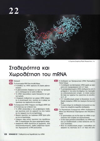 Ero0ep6rnTo Kor
Xropo0drnon Tou mRNA
ffiHS ErooVoyn
W To Ayyetrrorpdpo RNA E(vorAoro0rl Mdpro
* H ooroOeto rou mRNA oqeiLeror oq 6poo1 prpovou-
rtreoo6v.
a 0r prBovour),eooeq droQ6pouv oq rpoq rrlv npor[pr1orl
yro ro un6orptop0 Kor Tov rp6no eni0eorlg.
* To mRNA nopouoro(ouv eupe(o drorupovorl ro:v Xpo-
vtrrv 11p(0r1q.
* H dLorpopun oro0epdrr[o rtov lroplrov mRNA enr;peo-
(eL rr1 ouyx6vrptoo4 roug, ouven6q rot ro qoogo rov
nporeivdrv nou nopdyovrot oro rUnopo.
ffiffi To Europuonro mRNA YndpXouv un6 Moptprl mRNP ono
q l-evvr1or1 6o9 ror ro 0ovor6 roug
s To mRNA otrtrqtrentdpo g' 6vo peropotrtr6pevo ntrq0u-
opd nporreivdv rord rrlv orpilrovor'1 Tou 0T0v nuprlvo
Kor Tnv nopoUovr1 rou oro rurropontroo;ro.
* Meptr6q nporetveq rov nupqvxtitv mRNP 6Xouv ptitro
rot oro rurropontroopo.
<e Ynopxouv nopo notrtr6q npulreiveg nou npoodSvouv
RNA. 0r neptooorepeg dev SXouv Xoporrqprorel ordgo.
* Atotpopelro mRNA oXeri(ovror pe [eXoprordq, otrtro
otrtrr1troenxotrunr6peveg, oU0deq pu0Urolx6v nporei-
vtilv, DqproupyrirvToq T0 RNA peyroutrdvro.
626 KEOAAAI0 22 lro0ep6rnro rot Xropo06rnon rou mRNA
o Equinox Graphics/Photo Researchers
H Anoddprlorl rclv flporopurolrdrv mRNA l-lepilop$oveL
l-lotrtro'Ev(upo
e H onodounq rov porqprordv mRNA opxr(er ue oQoL-
peol ev6g rupoQooqoprKou ond ro 5'drpo.
* To Uovotprrrorpoputrulgevo mRNA ono6o;to[vrot xoro rr
UeroQpool o' 6vo rurtro Duo prlporu:v nou nepiloppo-
ver evdovourtreotrurrr6g ewopdg, ttg onofeg orotrou-
0e( n5(l4 rolv rpqporov nou npoxunrouv oe roreuOuv-
ot 3'-+5'.
e H 3'notruodevutritool gnopel vo dreurotruver Trlv 0n0-
6opr1o1 rtrooporov mRNA nou nepr6Xouv deureporoy';
doun.
* To rOplo ev(uuo Uq onoddunolg Leuoupyo0v oq ouu-
ntroro nou ovo go(eror orr.rpor(6to ono6o gqorl g.
To [lepLooorepo Europuorrro mRNA Anodopouvror
Mrloto Auo Movonou6v E{oprtirpevtov ono flo},uo6evu-
trioo1
* 0r rpononorrloerq Kor oro 6uo orpo rou mRNA ro npo-
ororeuouv ono q 6poor1 rov e[ovour],eootirv.
* To 0uo rupro lrovonorLo onoouvOeorlg rou mRNA opXr-
(ouv pe onoodevutrltrlo1 11 onoio rorotrueror ono no-
tru(A) vourtreooeq.
* Mero rqv onoodevutr[oor1 pnopei v' orotrou0rloet e[re
oqorpeol qq rotrunrpog ror 5'-+3' n6(rr1 ono ev6o-
 