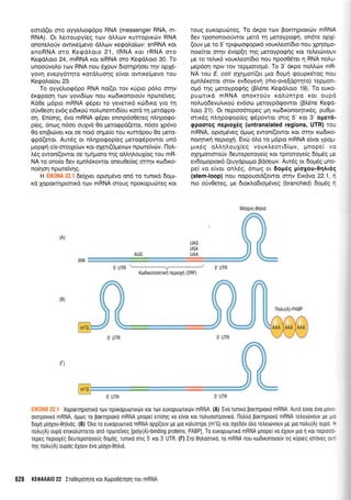 eond(er oro oyyefuoq6po RNA (messenger RNA, m-
RNA). Or Lefioupy(eg r<ov d].l,rr:v xurroprrri:v RNA
onoretroUv owxe(trlevo dMcov reqotro(rov: snRNA xor
snoRNA oro KegdLoro 21, IRNA rqr rRNA oro
Kerpdloto 24, miRNA xot siRNA oro Keqdl.oro 30. To
unooUvotro lov RNA nou 51ouv droqprloet qv opX6-
yovn evepy6rlro r<ordLuorlg e(vor owtre(pevo rou
Keqol,o(ou 23.
To oyyel,tog6po RNA no[(er rov r<Upro p6].o mrlv
Srrppooq rov yovrd(rov nou ro6rronoro(v nptoreiveg.
Kd0e ;r6pro mRNA g6pet ro yeverrr6 r66xq yro rrl
orivOeoq ev6g er6xo0 notrunemr6(ou rord q prerdrppo-
on. En(onq, 6vo mRNA g6per enmp6o0ereg n).qpoqo-
p(eg, 6ncog n6oo ouprd 0o prerorppd(etor, n6oo 1p6vo
0o enrBuiver rot oe nor6 orlpe(o rou rurdpou 0o pero-
rppd(erot. Awdg or nLqporpop[eq prerog6powqr un6
Uo pen cls-oro r1e(tov r<or oXer(5 prevov n pcoreiVcirv. l-l ol.-
Mg ewon((owor oe rpqporo rqg oll,r1l.ou1(oq rou mR-
NA ro ono(o dev epnl,Sr<owor oneu0e(oq orrnv rro6u<o-
no(4or1 npolrefvrlg.
H EIKONA 22.1 6eiyyer oprotrrSvo qn6 rq tunxd 6opr-
xd loporcrqptonrd rov mRNA orouq ilpoKopucbreg ror
rouq euKopurilreg. To drpo ttov Borcrrlprordrv mRNA
6ev rpononoro6wor pretd q pretoyporp{, on6re op1(-
(ouv pre ro 5'tprgroorpopx6 voux.leorbro nou Xprlotpo-
nore(ror orrlv 6vop[q rnq Ueroypogrlg r<or re],euivouv
pe ro refur6 voux).eor(6ro nou npoo0Srer q RNA notru-
Uepdon nprv rov reppotropr6. To 3' drpo noMciv mR-
NA rou E. coli opl;ror[(et pro 6oprf goupr<6rog nou
epnl,Sreror orov evdoyevrl (rho-ove[6prrlro) repport-
o96 qq peroypoqqg (BI5ne KeEdLoro 19). To euro-
purortxd mRNA onorroUv rol.0nrpo rot oupd
noluo6evulrxoU ev6oro preroypdgowor (B).5ne Keqd-
Loro 21). Or neproo6rspeq Un xtrldrxonorqnr<5q, pu0pu-
mrr6g nlr.qporpop(eq rp5powor mtg 5' ror 3' oper6-
epooreq neprolSg (untranslated regions, UTR) rou
mRNA, oproprSveg 6prrlq ewon((owor Kor or4v ro6xo-
noqnr<f neproXri. Evri 6Lo ro pr6pto mRNA e(vor ypopr-
prrrdg otrL4Lou1(eg vour<Leot16(rov, pnopeI vo
oXqponoro0v 6eweporoye(g xor rpmoroye(q 6op6g ge
ev6opropror<6 (euydpopro B6oeov. Aut6g or 6opr6g pno-
pe( vo eivor onl,5g, 6ntog or 6op6g piolou-Oqtrldg
(stem-loop) nou Tropouotd(owot orrrlv Eu<6vo 22.1, i
nro oriv0ercg, pre 6roxi,o6roprdveg (branched) 5oU6S {
(A)
5'UTR
s'UTR 3'UTR
Xoporrrlprolro Tolv npoKopuoTu6v ror rov euKopuoTrrorv mRNA. (A) 'Evo
runtro porqptor6 mRNA. Aurd e(vot 6vo povc-
olorpovtro mRNA, oporq ro porqptoro mRNA pnoper en(o1g vo e(vot ror notruororpovtro. l-lotrtro porrrlptoro mRNA retretdrvouv Ue p,c
6opfl p(oXou-0qfuoq. (B) '0tr0 ro europuo-rnro mRNA opx((ouv pe puo rotrunrpo (m?G) roL oXe66v 6tr0 retrerorvouv pe gto notru(A) 0up0 t
notru(A) oupo entrotrunreror ond nptorelveg [poly(A)-binding proteins, PABP]. To europuolro mRNA pnopeivo tlXouv 1-uo fl xot rept00.-
repeg neproX6g Deureporoyoug dogflg, runLro otrg 5'ror 3'UTR. (f) Iro 0r1troonro, ro mRNA nou rtodrronolouv lg rupLeg toroveq ov,
qq notru(A) oupoq eXouv evo p(oXo-01trro.
(B)
(r)
M(oXog-011trro
KroDrxonoulrtrl neptolrl (0RF)
628 KE0AAAI0 22 lro0epoqro ror Xopo06rnoq rou mRNA
3' UTR
 