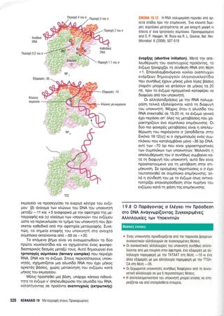 eKpoye(o vq npooeyy[oer ro evepy6 x6wpo rou ev(6-
Uou' (B) dvorypro tov x.trcirvrov rou DNA rou unoxwrltl
pero[6 --11 rqt +3 ovoEopxd pre qv ogerrlp(o rnq Ue-
roypocprlg r<or (y) r<tre(orpo rov (ooyovrcbv> tou ev(0prou
ciore vo neprruxl,cioer to rpui;ro rou unoKrwlr4 nou Bp(-
oKeror r<o0odxd on6 rrlv orperlp(o preroypocprlg. Iuve-
ncilg, ro oqge(o enorpriq rou ulroKrvrluj mo ovorXr6
oUpnl,oro erre(vowor on5 --55 oe -+20.
To en6prevo Brigo e(vot vo evooUorco0oUv rq 5[o
npdrro voux.treot(drq Kor vo oXqpronore( rivog <ptrlorpo-
6eorepx6g 6eopr6q prero[ri roug. Aur6 drlproupye( 5vo
rproroy6q o0pnAoxo (ternary complex) nou nepr6ler
RNA, DNA xor ro rlv(upro. Iroug neproo6repouq unoKr-
vqr6g, qXqpror(eror puo oLuo(6q RNA nou SXer pr4r<og
opr<er6g Bdoerg, Xrr:p(g getor<(vqoq rou ev(rjprou xotd
prrlrog rou erpoye(ou.
M6Ltg npoore0e( puo Bdoq, un6pXer rdnoro nt0ov6-
rrlro ro 6v(upo v' onel,euOeprioer trlv oluo[6o rou RNA,
rorolqyowog oe npoi6wq overtruxo6q (errptonx{g)
520 KEOMA|019 Metoyporprl mouq flpoxoputirreg
EIK0NA 19.12 H RNA notrupepoorl nepvoer on6 op-
rerd orddLo fiprv rnv enqrlruvorl. 'Evo r],erotri 6q:e-
prig orjpntroro gerorp6neror oe pto ovoLXrrl poptp4 u
6neno o' 6vo rproroy6g oupntroro. l-lpoooplroop6vo
on6 S. P. Haugen, W. Ross ror R. L. Gourse, Nat. Rev.
Microbiol. 6 (2008): 507-51 I
dvop{4q (abortive initiation). Merd rrlv one-
Leu05prooq rou ovenrruXorig npoi6woq, ro
6v(upro [ovopf(et rrl orlvOeor1 RNA oq 06orl
* 1. EnqvoloprBov6prevor r0xi,or ovenruXd:v
ev6p[eov 611 prro u pyo rlv o].ryovo u r].eor(6 ro
nou ouvrlOtog 51ouv pqxog tr-r6vo Liyeg Bdoetg
(nop6n prnope( vo rptdoouv oe grir<og ro 20
nt), npw ro 6v(upro npoyprorxd roro<pdper vo
6rog0yer on6 rov unorrqrl.
Or otrtr4l.enrdpdoerg Ue rrlv RNA noAupre-
pdoq te).u<d e[otre(rpowor r<ord q 6rorpuyq
rou unoKrvrlq. M6Xprg 6rou 4 oluo[6o rou
RNA ensKro0e( oe 15-20 nt, ro 5v(upro yevxd
61et nepdoer on' 6treq lg pretoBdoerq nou Xo-
porcrqp(ouv 6vo orjprnLor<o enrprlruvoqg. Or
d0o nro govepSg pretoBdoerg e(vor 4 qneLeu-
05poor1 rou nop6yowo o [ono6(6eror mrlv
Ex6vo 19.12(y)l Kr o oxqporropr6g ev6g ou;r-
nL6t<ou nou rorol,o;rBdver pr6vo -35 bp DNA,
ow( ralv -70 bp nou e[vor Xoporrrlptmu<6q
uov oupnl5rov rov unortvqrrriv. MoLov6rr 4
oneLeuO6pcoorl rou o ouvqOoq ougBo(ver xo-
rd q 6roquyrl rou unorwrlrl, our6 6ev e(vot
npoononoripevo yro tq prerdBooq oqv en[-
prrlruvoq. Ie optopr6,veg neprmdloerg o o SXer
rouronor4Oe( oe oU prnLor<o enq-rr1ruvor1g, oi.-
)d q oUvdeo{ rou Ue ro 5v(upro (ocog owrro-
tomp((er enovonp6o6eorl orov nup{vo rou
ev(0;rou r<otd 14 gdo4 rrlg enqlrp<uvor1g.
I 9.8 O l-lopdyovroq o EA6yx€r rnv np6o6€on
oTo DNA Avoyvrrrpi(ovToq luyrerprpdveq
AAAnAouxieq Tov Ynorrvnr6v
* 'EvoS
unorLvrprlg npoo6ropl(eror ono rrlv nopouo[o ppoxerotv
ouvorvelrtlv otrtrrltrouXrtilv oe ouyrerprpeveg 0eoerg.
* 0r ouvorvelx5g otrtr1trouXreq rou unorrvlrrl ouvlOtog onore-
Lo0vror ond ;-uo noup[v1 orrlv oqerrlp(0, 6vo e(opepeq pe otr-
trritrouXro nopepqepfl pe qv TATAAT oq 0601 --10 rL 6vo
otrtro e(opepeg pe gto otrtr1trouxio nopepQept Ue qv TTGA-
CA oq 0eo1 --35
* 0t qexoproTo( unouvlr6g ouvrl0rog dtotpepouv ono q ouvol-
velrq otrtr1trouX(o oe pro fi neprooorepeq 0eoerg.
* H onoretreopolr6rrlro rou unorrvqrrl gnoper enloqg v0 cnl-
peo(eror rot ono enrnpooOero orotXe[0.
Avodtrd
DNA
I-lepro1r1 3 tou o
Tlsproxn 2 Tou o
lleptoXrl 1.1 rou o
E(opepdg -1 0
Ktrtivog 91-expoye[o
Ko0o0rrd
DNAfiepLoXr1 3,2 rou o
Ktrrirvog
ergoye[o
Boorx6g eworeg
 
