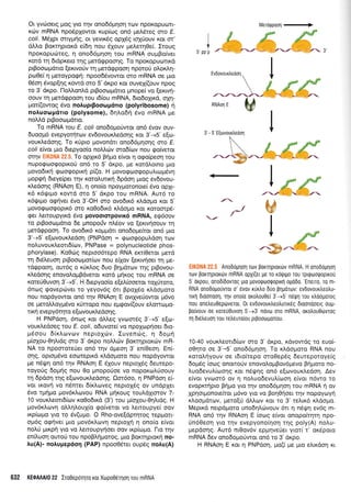 Or yvdroerg Uqq yro qv ono66prnorlrov npoKopuon-
rc0v mRNA npodplowor r<up(rog on6 preA6reg oro E.
coli. MSXpt onygriq, or yevtrdg opldg roXriouv Kor fi'
dLLo Borrrlproxd e(64 nou 61ouv ;relerq0e[. Iroug
nporopuri:teg, 11 onoS6gnon rou mRNA oupBo(vet
rord r1 drdpr<ero qg prerd<ppoonq. To nporopurotrxd
prBooro;rdrro ferwofv q pretd<ppoorl nporo0 oLox).q-
ptoOe( 11 preroypo<pri: npooSSvowor oro mRNA oe pro
05o4 5vopfig xowd oro 5'drpo ror ouveX[(ouv npoq
to 3' drpo. lloMonld ptBooroprdtro pnope( vo [,exwq-
oouv rn perdgpoorl rou r6(ou mRNA, 6ro6oXrrd, q44-
pori(owog 6vo notruprBootopdno (polyribosome) q
notruoop6rro (polysome), 6qlo6r1 5vo mRNA pre
noMd ptBoocopdrto.
To mRNA rou E coli onodoprofwor on6 5vov ouv-
6uoopr6 evepyor{rolv evdovoux},edorlq Kor 3'-+5' elto-
voudiedo4g. To rUpro 1rovondn onod6prqorlg mo E.
coll efuor puo drepyoo(o noA.trrirv mq6(ov nou rpo(veror
orqv EIKONA 22.5. To opXrr6 Brlpo e(vot q ogo(peor1 rou
nupogooqoprroU on6 to 5'drpo, pe rordLorno puo
provodtrfl grrlogopu<rl pi(o. H Uovogooqopu].uo;r5v4
popgn dteye(per rqv rorol.unrrl 6pdoq prog ev6ovou-
xledoqq (RNAorl E), 11 ono(o npqyporonoo( 6vo opXr-
16 r<6rprpo rovrd mo 5'drpo rou mRNA. Aur6 ro
r<6t!rpo oqrlver 6vo 3'-OH oro ovodrr6 ri.dogo r<ot 5'
Uovog@oqopr6 oro rq0odtK6 xLdopro ror xoroorpS-
rper Lemoupyrxd 5vo povoororpovlx6 mRNA, eq6oov
to prBoocopdrro 6e pnopo0v nL5ov vo (erwrloouv rrl
prerdrppooq. To ovodrx6 xopprdn ono6opefror on6 pro
3'-+5' e(ovouxtredorl (PNPdoq = gooeoputr6o4 tov
nol,uvoux.A,eott6(o:v, PNPase = polynucleotide phos-
phorylase). KoOdlq neptoo6repo RNA err(Oeror perd
q Suileuorl pgootopro{<ov nou erlov [exw4oer rn Ue-
tdtppoo4, our6g o r<Ur<Log 6ui: Brltrrdrtov qg prBovou-
xLedorlg enovoLoprBdveror rord pr4r<og rou mRNA oe
roteriOuvorl 3'-+5'. H 6repyoo(o efeL(ooeror ro10roro,
6nog cpovepcbvet to yeyov6g 6tr BpoX6o rLdoproro
nou nopdyowqr on6 qv RNAoq E ovrlveUowor pr6vo
oe perotrtroypSvo r<rirropo nou epqov((ouv e).orrcopro-
nrq evepy6rrpo e[olvoux],edo4g.
H PNPdoq, 6ncog r<or df,l,eg yvom6g 3'-+5' e[ro-
vour<Ledoeg rou E. coli, o6uvote[ vo npolrrlprloer 6ro-
prSoou 6(rlovtov neprolrriv. Iuvenci:9, n 6oUn
;r(oXou-0qLrdg mo 3'drpo nolLriv Bor.rqprordlv mR-
NA ro npomore0er on6 r4v dpeoq 3'en(Oeor1. En(-
oqg, optopr5vo eooreprKd x}do;roto nou nopdyowor
pe ndQ4 on6 r4v RNAoq E 61ouv neproX6g 6ewepo-
royorig 6oUiq nou 0o pnopo[oe vo noporco],0oouv
q 6pdoq trlg e[olvouxLedoqg. Om6oo, r1 PNPdorl ei-
vor rrovrl vo n6nrer 6(rloveg neproldg ov undpXer
5vo rprrlpro pov6x.Lrovou RNA prrlroug rouLdlrorov 7-
10 voux.treorr6(ov r<o0o6rrd (3') rou pr(o1ou-04l,rdg. H
ptov6xLcr;vr1 ol,l,r1l,ouX(o qo(veror vo Lenoupye( oov
rxp(<o;ro yro ro 6v(u;ro. O Rho-ove[dprnroq repUqn-
op6g o<prlvet pto ;rov6x.,ovq neptoXrj q ono(o e[vor
noLti ptrp4 yro vo l,enoupyrloer oov u<p(ropro. l-to r4v
enil.uoq quroU rou npoBl,ri;rorog, puo Borcrrlpror<ri no-
Iu(A)- notrupep6o4 (PAP) npoo0Srer oupSg noAu(A)
Merdqpooq +
I
v
5'pp p Y- r.,e rY 'r- 3'
3' - 5'E[tovourtredorl
-
Ell(0NA 22.5 Anodoglorl rolv porqpLoxtirv mRNA. H onodoplorl
(rlv porqpror6v mRNA opX((er ge ro xdtlllro tou rprqooqopxou
5'orpou, ono6f6ovrog Uro UovoqooQopxq opd6o.'Eneuo, ro m-
RNA onoDogorivror o' rivov rfrtro 6uo prlpdrrov: ev6ovour],eo)u-
rur1 drdonooq, qv ono(o orotrouOe[ 3'-+5'n6Qq tou r],doporog
nou qnetreu0epdlveror. 0r evdovourtreotrulr6g dLoondoerg oulr-
po[vouv oe rote00uvorl 5'-+3' novo oro mRNA, oro],ou0rirwoq
rr1 d r6treu or1 ro u te,Jeuro(o u p rpootrrpor(o u.
10-40 vour<i.eotr6(rrrv oro 3' drpo, rdvowdg ro euo(-
o0qro oe 3'-5' ono66trlqoq. To rldo;roro RNA nou
xorol,qyouv oe 16rokepo moOep6g 6eureporoye(g
6o;t5g (otog ononoUv enovoloprBov6;revo Brlproro no-
i.uqdevu^,[oo4q Kor n5qnq on6 efcovour],edor1. Aev
e(vor yvom6 ov 11 noAuo6evul(oor1 e(vor ndwq ro
evoprcr{pro B{po yro qv ono65pr4orl rou mRNA 11 ov
Xpqorpoilore(ror ;r6vo yrq vo Borl0rloer qv nopoyoyr]
t<Loogdrrrlv, prero[rl dtrtrtov Kclr. ro 3'rs}.rr<6 r<].do;ro.
Meprrd nerpdproro unodqLrilvouv 611 4 n6tlq evdg m-
RNA qn6 qv RNAoq E [oroq e(vor onopo(rqt4 npo-
un60eoq yrq rnv evepyono(r1on rnq poly(A) nolu-
pepdo4q. Aur6 nr0ov6v eppqve[er yror( r' ordporo
mRNA 6ev ono6oprorjwor on6 ro 3'dr<po.
H RNAo4 E ror q PNPdo4, po(i pe pro eLrrdoq rr
I
k$d&'
l^N
---&---&---#
632 KEOAIIAiO 22 lro0epdqro ror Xropo06qorl rou mRNA
 