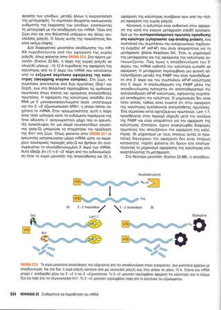 epoonq rov yovrd(ov, Uero(ri dtrLrrtv 11 evepyono(r1oq
rnq peroypqgnq. To oripnLoro Oeo:pekor orroutrlevtr6g
puOprorrlg qg 6r<gpoonq rov yovrS(tov, svonot6wog
rn Ueroypogri ;re qv ono66prqo4 rou mRNA. T6oo orrl
([pq 6oo Kor. oro 0q],ooru<d undpXouv r<or dMeg vou-
xi.edoeg poly(A). O L6yog our4g rqq norrd.6rqrog 6ev
eivor or6go oqgnq.
A0o Srogoperrxd piovondrro ono66gqorlg tou mR-
NA nupodotoUvtor on6 rrlv ogo(peor1 tr.1g oupdg
poly(A), 6ncog go(veror orrlv EIKONA 22.6. Zto np6ro pro-
vondrr (ErrSvo 22.6A), n n6{n rqg oupdg poty(A) oe
ollyo(A) prrlroug *10-12 A nupodore( rrlv orpo[peoq qg
xolfmpog on6 ro 5' drpo tou mRNA nou rqto].Uerqr
on6 ro ev(uprx6 oripnloxo ogoipeoqq rrlg xoAri-
rrrpoq (decapping enzyme complex). Irrl ((9r1, ro
oUpnl,or<o onoretre(ror on6 5uo npcorelveg (Dcpl r<or
Dcp2), evc0 oro O4l,oonrd nepil,opBdver rrg opr6l,oyeg
nporeiveg 6ncrrg en(oqg xor oprotrlSveg enrnp6o0eteg
nporeiVeg. H o<po(peo4 qg xoL0nrpog ono6(6er 6vo
RNA pe 5' povogoogopuLuopr6vo drpo, un6orprrr;ro
yro trlv 5'-+3' e[<ovoux].edoq XRN 1, 4 ono(o n6met ro-
lriroro ro mRNA. Ir4v npoygorx6t4ro, ouq 4 n5rfrl
efuot 16oo ypnyopn ciore ro ev6tdpreoo nopdy<oyo qg
frov odtivoro v' ovoyvoproro6v ;r51pr nou or epeuvrl-
tdg ovor6Luquov 6rr ;uo oerpd vour).eol6(cov youov(-
vqg (poly-G) pnoporjoe vo moprorloer r4v npoS).oor1
qg Xrnl orn EUUq.
'Onog qo(veror qrrlv ElK0llA 22.7 ot
epeuvrlrSg roroore0ooov ;r6pro mRNA c6me vo nepr6-
Xouv eooroprr6g neproXdg poly-G ror Bprjr<ov 6rt ouo-
oopeu6rov ro ollyoodevu)lo1.ulvo 3' drpo rov mRNA.
Aw6 66er[e 5tr (1) q 5'-+3'n6r,Uq on6 r4v ev6ovouxAed-
oq qrov to rfpto 1-rovondtr qg onooUv0eo4g r<or (2) 4
ogo(peorlqg roLrimpog ouv6Bowe npw onS qv nlri-
pr1 orpo[peorlrrlg oupdg poly(A).
Kovovu<d, q r<oLimpo e[vor ovOercru<rj orqv ocpo(pe-
orl tnq rotd r4v evepy6 perd<ppooq enerdq oLtqLenr-
6pd pe rrlv Kurropontrooponx{ nporefrv4 np6o6eo4g
orq xotr0nrpo (cytoplasmic cap-binding protein), 5vo
ouororx6 tou ougnl,6r<ou rou euKopucolKo0 nopdyov-
ro 6vop[r1g 4F (elF4F) nou e(vot onopo(rrlrog yro rrl
petd<ppooq (BL5ne KeqdLoro 24).'Eror, or prlXovropro(
qg prerdqpoonq Kor qg ogo(peorlg rqg r<oi,rimpoq ov-
royov((ovror. l-lrig 6poq n onoodevul.[coor1 rou 3'
dxpou rou mRNA roOrord qv xoLtjnrpo euno0rl oe
ogo(peor1; H prerdqpoo4 nepil.oprBdver gro rpuorxrl oL-
),qtren(6pooq pero[ri qg PABP nou e(vqt npoo6ede;r6-
vrl oro 3' dr<po Kqr rou oupnl6r<ou elF4F-xoLfnrpog
mo 5' dr<po. H one).eu06poon rnq PABP prSo<rl rqg
qnoodevu^,fooqg nroreUeror 6rr onomo0eponore( qv
oMqLenbpoo4 el F4F-r<ol,rimpog, orprjvowog ouyy6re-
po erre0erpSvrlrrlv roi.rimpo. O ;r4Xovropr6g 6ev e(vor
16oo onL6g, xo0rig e(vor yvcom6 6rr orqv ogo(peoq
qg roLUmpog epn).dxowot enrnpdoOereg nptorelVeg.
'Evo o0prnLoro emd oXetr(6prevcov np<oreivcilv, Lsm 1-7,
npoo66veror orrlv neproXri oligo(A) ;rerd rr;v on6l.ero
qg PABP xor e(vor onopo(rqro yrq rnv orpo(peoq rrlg
rol[rnpoq. Enrn]*iov, 5Xouv ovor<o],urp0e( Srdrpopeq
npcoteiveg nou onou[dvouv rnv ogo(peor1 qg r<o],ri-
rnpoq. Or pullovropro( pre roug ono(oug ourSg ot npro-
tetveg dreye(pouv rqv oqo(peo4 5ev e(vor nl.rlpog
r<otovoqto(, nop6tr golveror 6n 6pouv eire enrmpo-
te0owog ro Unxovrop6 ogo[peorlg qq r<otrUmpog e(re
ovoor6Mowog q prerdqpoo4.
Iro deUrepo trrovondrr (Err6vo 22.68), q onoo6evu-
Nourtredorl poly(A)
nno,oFl
I
[m?c F ".
/r'--: it it -, A10
(A) 3'-5'Arrcanvooy/
-
r'onooortro, (B)
EIrootogolo
^,rS
4+/a t4+4a
: , .. . To r0pto povonorto onoouvOeolg nou e[oprtivrol ono qv onoodevu],iroor1 otoug euxoputr.rreg, Auo povonolo opXi(ouv ge
onoodevutr(too1. Kot oro duo, t'l oupo poly(A) rovro(ver ono ;.rro vour),eoo1 poly(A) eotg orou qrooeL oe plrog 10 A,'Eneuo 5vo mRNA
pnope( v' onodoprl0eI p6oto rou 5'-+3'11 rou 3'-'>5'ptovonolou, To 5-+3' ;rovonon nepiloppover orpoLpeol qg rotrunrpog onrl ro ev(u;ro
Dcp rot ndQl on6 r1v e[ovour],eooq Xrn1, To 3'-+5' povonon nepiloppover n5fi ono ro oupn],oxo rou e[trlotrlpor[ou.
634 KEOAAAI0 22 Iro0epoqro ror Xtopo0erlol rou mRNA
 