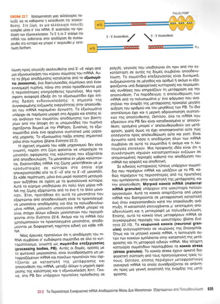 Xprlot;ronoilorl ptoq otrtrr1trouXiog no-
Iu(G) yto vo roOoptore[ 11 roreu0uvol rrlg onoofv-
0eonq. Irl (0U1, ov ltto ohtrrltrouXio nou(G)
erooX0ei p6oo o' 6vo mRNA, 0' ovoorefieL Trlv npo-
titrooq rov e[tlvour],eoodtv. To 5'11 ro 3' rtroopo rou
mRNA nou ov0(ororot oqv onodoprlorl 0o ouootrl-
peuOet oro rutopo rot pnopei v' ovtXveu0e[ p' erru-
nool Nofthern.
3' -5' Anootxty/ 5'- 3'Anooljveton
L(oor1 npoq o)rtyo(A) orohouOe(tot on6 3'-+5'ndqr1 on6
pro e(ovour<tredor1 rou r6ptou otirprotog tou mRNA' Au-
iJto'Briuo ono56pr1or1q t<ototrUetot on6 to e[tootog6'
rro lexoiome), 6vo 6orruhtoet66q orjgnl'or<o on6 5vqv
ewe.opepTi nuprlvo, ndvo oto ono(o npoo6Svowot 1'tto
ri neptoo5tepeq entnp6o0eteg npotelveq' Mto np6-
o,poin ovogopd 56et[e 6tt to e[,<oocrlpot(6to 61et en[-
onq'apdo'n ev6ovout<tre6o11g: 11 or1;roo(o trlq
ouy'rerptpevrlq ev(u gtr<r1 g evepy6qtoq orrlv-onooUv0e-
on'rou tnnrun nopog6vet dyvomrl' To e(ulotoptdtto
undpXet oe nop6proro Uopqn oro Aplo(o r<ot en(oqq e[-
,o. oudtroyo rou otopor(ou ono66ptqonq rov Borrrl-
p(cov on6 t4v dno$r1 6tr or unogovd6eg tou nuprivo
oXeil(owot 6oprtr<d Ue rnv PNPdon' Iuvenrilg, to e(o-
or,:1.tot(6to e(vot 6vo opX5yovo ouorottr6 Utoq popto-
xnq UnXovnq. To e(ooopdtto no((et en(or1g orlprowtr6
p6Lo crrov nuprivo (BL6ne Ev6rrya 22'2)'
H olettrrl orlpooio tou t<dOe pr4lovtopro0 6ev e[vot
yvoorn;nop6rt orn E6pn <pofuetot vo uneptolUet to
1rouor,6-, otpo(peorlg qq rotrfntpqq il9u e[optdtot
on6 onoo6evulrdron. To govondno ev ;r6pet roLOmov-
rot. Erotowd6eg mRNA rnq (6pnq ;retr'eu10r6ov pe gt-
Kpoouorotx(eg oe rrirtopo otq ono(q e(Xe
onevepYonotrlOe( efue to 5'+3' e(te to 3'-+5' provondl'
>e xd6e nep(molor1, pr6vo 5vo prtxp6 noooor6 preroypd-
rprov ouEri0nre oe cr16or1 pe ro quotoloyxd r0nopo'
Aur6 to erlprlpro uno64lrivet 6tt nol,0 L(yo pr6pto mR-
NA trlq (riUnq eEopttirwot on6 to 6vo ( to 6Mo ;tovo-
ndtt. "Ltot, npotdOrlr<e 6tt qutd to ptovondtto nou
e(opttirwot on6 onoodevul'(oor1 e(vot ro npoenrLeypS-
vo lrovondtto ono66prqonq Yto 6Lo to notruo6svutr'to-
pr6vo mRNA, ptotrov6tt unoo0votro mRNA pnopef vo
e(vot or61ot dMtov et6trrilv l.tovonotttilv nou neprypd-
eowot orqv Ev6tqto 22.6. Ar6pro Kot ro. mRNA nou
xpqotp,onoiotiv to npoenil,eypr6vo povondtto, ono6o-
Uo.i*o, pre 6togoperxrl toX0t4to et6trci yto r60e mR-
NA.
Ndeg 5peuveg npore(vouv 6t 11 onoS6ptrloq rou m-
RNA oulrBo(vet o' eudtdrptro ooltrro{6to oe 6o ro KUr-
top6nLoopro, yvomd og oopori6ro enefepyooiog
(piocessing bodies, PB). Aw6q or 6op6q, opot6q ge
io ,pr-or,*6 pttt<poor6nto, e(vot ouvo0po(oporo Un Ue-
rogpo(6prevov mRNA Kqt notK(Iov nproteivcbv nou oxe-
t((ovtor UE rotootoLq rnq pretdqpootlq Kor
onoo0v0eorltou mRNA, preto(0 dltrtov 11 prr11ovr1 oqo(-
peonq rnq rotr0mpog rot q e(tovourledorl Xrnl' l-evt-
rd, orq pg Oev undplouv npotetveg np6o6eorlg oe
poly(A), yeyov5q nou uno6qL6vet 6tt npw on6 rnv eY-
no**oon oe our5g ttg dopr6q oupBofver onoo6evu-
iiron. To oto;ror(6to ene(epyoo[og.e(vot 6uvo1-ttt<d'
ou[operdlvowot oe g6ye0og ror opt0;r6. ri or6pro ru e[o-
qov((owor un6 6roqoperr5g rur-optx6q rot nepo;tott-
r<6q ouv0rlreq TIou enrlped(ouv tr1 petoqp-ooq Kot rnv
onoo0v0eoq. l-to nopd6elYUo, n onetreuO6ptoorl rov
mRNA on6 to noLuoto;-tdtto pr' 6vo qdpptqKo nou ovo-
or6Uer rqv 6vop(r1 qg perdqpoor'1q nporol'e( peyolq
o[[r1or1 tou opr0ptoti Kot rou prey60ouq tov PB To 6to
onot6f,eqto 5Xet rot n Ueptr<( o6povonofioq ouorort-
r<c0v t1q onooriv0eorlg. Om6oo, 6tro to mRNA nou
e6pe0ouv oro PB 6ev efvot xotodroopt6vo yt' onoofv-
0eor1: optol.t6vo prnope( v' onetreu0epo0oUv yto pet6-
epoorl,'Xop(q 6pog vo 6Xet qnoooqnvtore( otte ndrq
enil6yowot npoq onel,eu06ptooq ofre Kot ytor(' E(vot
6yv<omo rotd n6oo 11 ono66pr1or1 6}'crlv ttov mRNA
ou;rBo(vet oe owd to ocopot(6to 11 o161lo rot tt tret-
roupy(eq entteLo(v. Mto npoEovrlq t66o e(vot 6tt 11
ory^3*pror1 rolu ptiv Koroorpenrtr6v ev(tipttov oe
onopovcoptdveq neptol6g ro0tord rrlv ono66prlon rou
mRNA nto oo<Pohi rot ono6ottt<ti.
!e et6xo0q runoprorig ttlnoug undplouv otopot(-
6ro nou nepr6louv mRNA t<ot gotd(ouv pe to PB' ro-
0cirg nept5Xouv rtq neptoo6tepeq on6 ttg nptoteiVeq
nou'eptnl6t<owot qrnv r<otoorotrrl qq ;retdqpoorlq Kot
rrlv onooriv0eo4. M4rptx6 xoxx[q mRNA (maternal
,hrun granulesl undpXouv mo coor6rtopo noL)'riv
opyor,o-1rt'i,u. Aurd to xoxr(o onopt((owor on6 pr6pto
niirrrn nou 6roulpo6wot oe pretoqpocrnrrl r<otoorotrq
6cog 6tou evepyonotrl0ofv rffid tqv enox6tr'ou0q ov6-
rnuEn. H rotooroLrl ennuyl6vetot pr' ercretopr6vrl qTIo-
odevutr(tooq Kot n peroYpoqn Ue notruodevutr(coot1'
En(or1g, outd to rorr(o (oog pretoqdpouv mRNA oe
ouyxer<prg6veq neptol5g rou oorurdpou (pl'5ne Evd-
qia 22.70). To veuptovtx6 xoxxio (neuronal gran'
uiesl ovoyvtop[mrlxov oe veuprilveg qq Drosophila'
'Onoq xot to l.rqtptrd rorx(o mRNA, q Lemoupy(o ou-
ttilv ttov rorr(rov epntrdretot ornv Koroorol'ri qq petd-
qpoonq Kor rn peroQopd er6trrirv mRNA' Mto t6roptrl
^o-nVopio
otol-tott6(ov nep0.oprBdvet to xoxxio stress
(stress granuiesl. To rorr[o stress 61ouv opretd 6to-
,poptt,o{ orioroorl on6 toug npoqyoigevoug tpe(q li-
noug. Oot6oo, en(or1g nept6Xouv peto<ppootxdrg
ovevepyd mRNA to ono(o ouvoOpo(owot oe ondvrn-
on npoq gto yevrxrl ovoorol,ti r1q 5vop(r1g trlg petd-
Qpoonq.
*t"S To tleptooorepo Europuolro mRNA AnodouoUvror M6otrl Auo Movonorttilv E[oprdrpevov ono [lc]'Lorle' -r ^l- 635
 