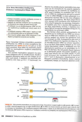 22.6 AAAI Movondrro Ano66pnonq
IroxeUouv tuyrexprpdvo M6pro mRNA
* Teooepo enrnprlo0ero povonono ono6o;u1or1g enuetrofv rrl
pu0pr(opevq onoddprlol er6trov mRNA.
* Arpo[peon qg r<otrunrpog ove(oprrlq ono rrlv onoodevu],uo_
or1 e[etrlooeror orov unopXeL pro porpto notru(A) oupo.
* H onoboplol Tov Un notruoDevutrur.rlrevov mRNA Tov r0To_
vtlv nupodore[rot pe npoo0rlrrl ptoq notru(U) oupog oro 3.
orpo.
qn H onooounorl optopevov mRNA prnopeL v, opXioet Ue neurl
ono evdovourtreooq erdrrd yro qv otrtrr1trouX(o r.1 U 6oprl.
e 'EvoS
oyvtoorog opt0p6q popur;v mRNA oroXeuovrot yr, 0n0_
6opr1o1 1 gerorppoonrf roroorotrrl on6 m i cro R NA.
'E1ouv neprypoge( r6.ooepo enrnp6o0ero provondrto
ono66pqoqg rou mRNA to ono(o ouvotf((owor 6ro_
ypopl.rorrxd ouq :;iljiil:i :j,:..ii r<or ,til :i pio(( pe ro 6rjo
r<ripro l.rovondrLo. E(vqr er6u<d yro unoo0vo).o pop(cov
mRNA ror nepil.o1_rBdvouv ouprBdwo pu0pr(6pev4g
ono66;rr1o4g.
'Evo provondtt nepiloprBover o<po(peo4 u1g xoLrj-
mpog ove(dptrlq ond t4v onoo6evu).luloq, 64],o64 11
oqo(peor1 e[e].(ooeror or<6tr1r1 r<or drov undpXer Uro Ue-
yd).r1 oupd poly(A). H orpo(peo4 rrlg xo).Unrpoq oKo-
Lou0e(ror on6 n5q4 pe Xrn1. H nopdxopqrn rou
Brlporog rqg onoo6evul,(rrroqg npouno06rer 6vov ;r41o-
vrop6 yro qv enrorpdreuon rnq Unxovnq o<po(peoqg
rqg rotrUmpoq Kor u1v ovooroL4 qq np6o6eorlg tou
elF4F Xropig q Boq0ero rou ougn}6xou Lsm 1-9. 'Evo
on6 ro mRNA nou ono6oproUwor qn6 our6 ro govon6-
u e(vqt ro mRNA RPS28B, to ono(o xto6rxonoref rr1 p-
Booroporrx4 npcoreivq S28 ror e(vor 6vog ev6tog6pov
1.r41ovropr6g ouro-pU0puoqg. Mro 6oprq p(o1ou-0r1Ar6g
m4v neproX4 3'UTR eprnLSKeror orrlv enrmpdreuorl
evdg evrq4u'r4 ogoipeoqg trlg r<oi,0mpog. Enrorpfrerr
oq ouprBofuer pr6vo 6tov q nporetvq S2g npooddvsror
orrl 6opr4 pr(oXou-0q).rdg. Iuvenrilg, 11 nep(ooero eleri
Oepqg S28 oro xfrropo 0o nporoAdoer enrdluvoq r4g
onooUv0eoqg rou ow(ororlou mRNA.
'Evo derirepo er6trd povondrt lp4orpronorehor oro
0qLooru<d yro rrlv ono66grlor; rou mRNA rrrlv rqrovdnr.
Awd ro mRNA e(vor une00uvo yro rr1 ofvOeoq rou rE-
pdonou opr0pro0 rov rorovcilv nou lperd(owor xmd
rnv owrypoe{ rou DNA. IuoocopeUowor pr6vo rcnd 14
qdon S xor onodo;rotiwot rolfroro oro t6l,og rnq. To
;tr1 noluo6evuAur:1.rdvo mRNA rcov rmovd:v reppcrri(or
ror Ue pro 6opr1 pr(oXou-0r11,(og nop6proto ge r4v oupri
noMri:v Borcrqproxrirv mRNA. H ono66pr1o4 roug $1a
o(rooqpre(coreg opror6r4req pe rnv onooUv0eo4 rou ln-
RNA oro Borcrrlpro. Mto no).upep6o4 6ogu<d nop6poo
trre q Borcrrlpror4 poly(A) nol,uprepdoq npoo06rer +rlo
prxprl oupd noLu(U) owf qg oupdg poty(A). H pxpfl
oupd ),er-roupye( oov nl,otg6ppro yrq ro oripdoxo
Lsml-7 xqr/n ro e[<oocoprdrto, evepyonouilwoq ro Kt>
0repopr6vo ;rovondrro onoorivOeoqg. Aut6q o rp6nog
ono66pr1or1g nopSXer Uro onUowrKri e(e).rrcnx4 ow6e-
AqoLpeorl
(A) rrlg xo),[nrpog
oveIriptrlrrl
onrl r4v
onoobevutr(roor1
AAAAAMAA
Poly(U)
notrupepdorlnpooodKn olryo
(B) (U) mo mRNA
rov totovov,
poly(A)notrupepdorl
,rrrr1-)
Ev.ovourtreotrurLxn _ Ev0ovouxtreoorl
(f) *nrn' pz6'*----------[ft'.-'.'|'iJ*-
ev6ovouxtreoorl
-Anoouiqq
peootropotjpevrl
ond miRNA
ii{*l*il l? t Atrtro povonorto onoouvOeolg or0 tuKopuoTtKo rurropo. Anerrovr(eror ro opxrxo oulrpov oe roge povonol. (A) Ie oc :-i.vo mRNA 11 rotrunipo otpope(roL nprv vo ouppei onoodevu),irrlo1. (B) To mRNA rov rorovdrv onorrouv pro notru(U) oupo 11 ono(o 0c , ,.
ro unoorpogo rrlg onoouv0eols (r) H onodoploq optoprlvtrtv mRNA ;rnopet v' opXLoet pe pro evdovourleotrurLrfl xonrl e(oprtirpev- --,(1v oqou1h. (A) 0progwu mRNA oroler.tovrotlt unobolrqoq roruororqq peroqpuoqq un6 oupnrlpoporyo mRNA-i:-l -
636 KEOAAAI0 22 Iro0epor1ro rorXorpo0eqorl rou mRNA
(a)
Buorx6g eworeg
AMAAAAAA
 
