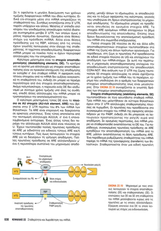 Ie rr oqeil.erot q preydA4 6roxriprovoq ro:v lp6vcov
npr(ofq 6rogoperxc0v mRNA rou r6(ou xurrdpou; Er-
6u<d crs-morXe(o puloo mo mRNA enqped(ouv 14
oro0ep6rqrd rou. Iuvrl0og ewon(owor ornv 3' UTR,
nop6rr undplouv ror oMori. Meldreg o'eninedo o.1,6-
xLqpou rou yovr6rcbprotog onord),urpov noMd t6tofue-
po ouwnpnpdvo pror(Bo 3'UTR, trov ono[rov 6porg o
p6).og nopopSver dyvororog. Optotruivo e(vot 06oerg-
o161or yro np6o6eo4 miRNA. A).Lo e[vor 06oerg
np6odeorlg yro rrq RBP, r<dnoreg on6 rrg ono(eg
61ouv yvcoorSg Lenoupy(eg orov 6Ley1o rqg oroOe-
p6qroq. H roXriqro onoo6evul,(roorlg drogoperu<cbv
mRNA pnope[ vo noxfi.er noAU rr 6Xouv neptypo<pe[
oMqloul(eg nou rrlv enqped(ouv.
KoLUtepo pel,errltrrdvo e(vor rq oror;1eio qnooroOe.
ponoirloqg (destabilizing elements, DE). To rprrlpro
yro vo oprore( pro oM4LouX(o og ororle(o onooroOepo-
nofiorlg e(vor vo nporole( enrdXuvoq rrlq ono66prqoqg
ov eroolOe( o' 6vo oro0ep6 mRNA. H orpo[peor1 ev6g
rtltorou orotle(ou on6 ro mRNA 6ev ou(dva ovoyKclorr-
rd rq oroOep6rrlrd tou, 6v6er[4 6rt prnope( vo nepdler
neproo6tepo on6 6vo orotXe(o onomoOepono(qor1g,
416;ro noLunLox6repo, n nopouo(o ev6g DE 6ev roo6u-
vope( pe o6wopro Xp6vo qpl(oqg un6 6Leg trg ouvOr1-
req, ener64 dMeg oMql,oul(eg rou mRNA pnope( vo
tpononor{oouv r4v onore}eoproru<6rr1td rou.
O r<ol,Urepo preLerrlprSvog r0nog DE e(vor ro ntroU-
oro oe AU ororyeio (AU-rich element, ARE) nou Bp(-
oKeror orrlv 3' UTR nep(nou tou 8% rcov mRNA r<ov
0ql.ooru<rirv. To ARE e(vot erepoyewi r<or 6roxp(vowot
oe oprerorjg unotUnoug. 'Evog ttinog onoreLefuot on6
rrlv newqpep4 oL).r1Lou1io AUUUA, o' rivo 4 enovo-
LoprBov6gevo ow(yporpo. 'Evog dtrLog rUnog 6ev ne-
pr6Xer qv oMr1trou1(o AUUUA oMd e(vor nlo0orog oe
U. 'EXouv rouronor4Oe( noM6g nporeiveg np6o6eoqq
oe ARE pe erdrr6rrlro yto erbrrofg trinoug RRE r<o/n
rUnoug rurrdpov. l-lc0g 6prog l,enoupyo0v ro orotle(o
ARE yro vo 6reye(pouv 14 yp4yoprl ono65pr4o.n; l-lol,-
l,6q nporeiveg np6o6eorlg oe ARE oLLq).enrdporjv pr'
6vo r1 neptoo6tepo ouororrrd rou trrqlovro;ro0 ono66-
Unonq, prero(0 dMov ro e[o:oroprdrro, or onoo6evu].d-
oeq Kor ro 6v(upro ogo(peoqg tqg r<oLrimpog, yeyov6g
nou uno6qL6ver 611 6pouv enrorporetiowoq ro Unxovr-
opr6 ono66gqo4g. To e(cooolprdno pnope( vo npoo6d-
veror oileuOe(og oe oproprdvo ororle(o ARE. To
morXe(o ARE oproprivcov mRNA enrol0vouv ro Brjpo
onoodevuL(oonq rnq onooUv0eoqg. En(or1g (oog
6pouv deurol0vowoq rnv onoteLeogoru<r1 np6o6eor1
rou mRNA oro ool.rori6ro ene[epyoo(og.
l-loMd morXe[o DE nAoUoro oe AU ror dMo e(6r1
onomoOepono r4rrr<cilv mo r1e(tov rowono 14 0r1 Kclv oro
mRNA rnq (0UnS xor dMov np6runov opyovtopr6v. t-ro
nopdderypro, oTn ([pn or npcoretveg Puf npoo66vowot
oe erdmd ororXe(o ntrorjoro oe UG ror enmoltivouv rqv
ono66prr1or1r<ov mRNA-or6Xov. Ie ouq qv nep(mo-
on, o Unxovropr6g onooroOepono(r1or1g enmoX0vet rrlv
onoodevuL(<oon eTtorporstiowog r4v onoodevuLdorl
CCR4-NOT. Mro ovdl,uorlrov 3'UTR qg (Uprrlg touro-
no(r1oe 53 morXefo oMrll,ouX[og ro ono(o oXer(owor
pe ro 1p6vo nprEons ttov mRNA nou ro nepdlouv, eU-
pnUo nou unodrlLrirver 6n o opr0pr6g rrov 6rogoperu<cirv
ororle(ov onomoOepono(qoq g (oog e(vor ;reyol,fte-
pog. It4v EIKONA 22.10 ouvorp((owor or yvcrror6g 6pd-
oerq rov ororle(orv onooro0epono(4or1 g,
Irorleio oroOeponoi4o4g (stabitizing etements, SE)
touronorq0rlKqv oe Liyo oouv4Ororo moOepd mRNA.
Tp(o mRNA nou peLerrl0nKov oe r[rropo Oq].ooru<oiv
5Xouv orqv 3' UTR otri.4LouX(eg oroOepono(4o4q nLori-
oeq oe nupqlr6fuq. Ot nporefveg nou npoo6Svowqr oro
ouyrexpq.dvo ororle(o rou mRNA qg oqopfuqg o.lr.qle-
nr6porjv Ue rnv PABP, 5v6er(q 6tt 0o pnopo[oe vo ler-
toupyoriv npomoteriovrqq rrlv poly(A) oupd on6
ono66prqor1. Ie opropr5veg neprmc0oerg, 6vo mRNA prno-
pe( vo oroOeponoq0e( ovootdMowoq to DE tou. Flo no-
pd6erygo, ouyr<erpq.r6veg nptotelveg np6odeoqg oe ARE
epno6(ouv t4v onooro0epono(qoq rou mRNA on6 ro
ARE, prdMov ovoordMowoq rr1 06oq np5o6eorlg ARE.
'Evo nopd6ery;ro pu0pr(6;revqg oroOep6rrpoq rou mRNA
nop6ler to mRNA rrlq rpovogepiv4g (transferrin) rcov 04-
l,oorrxrilv. Iro0eponore(rqt 6tov puo erdu<r; nporetvq
EnrorpdTeusn
rou grllovrogorj
oroddUnonq
Iuvopgo)dyqorl rou PB; 06oq m6Xog
yro evdovoudeosn
Avumotrrl npdodeorlg
rnq npoteivnq
onooro0eponofioqg
PABP-poly(A)
Dcp
ffi Nouxtreoorl poly(A)
_
")-> I
l<_-___)ur
M'.&/
MqlovrolroL pe rouq ono[-
oug Leuoupyouv ro orotXe[o onooroOepo-
norqolq (DE) xor oroOepono[qorlq (SE). 0r
enlnroroerg rov DE rot SE oq oro0epoqro
rou mRNA ;:eootrogouvroL rup[og ono lq
nprrlrefveg pe rrq onofeg otrtrrltrentdpouv
E[orpeol onore],e[ 6vo DE ro ono(o ],er-
roupyer olg ordXog yro evdovourtreooq.
638 KE0MA|O 22 Iro0epdqro ror Xtopo06rqorl rou mRNA
 