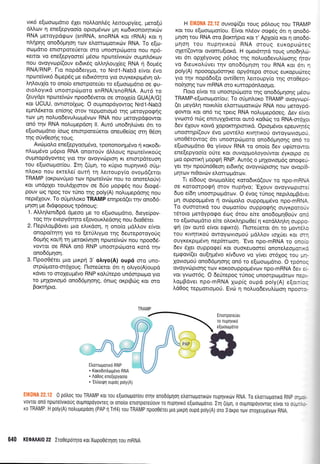 vrK5 e[oooUdrro 6Xer noMonLsq Leroupy(eg, peto[rl
dMov 11 ene[epyoo(o oprqrdvtrtv 1.u1 r<to6u<onor4urc0v
RNA peroypdcpcov (snRNA, snoRNA xor rRNA) ror q
nlnpnq ono66pqorl rtov el,orroportxc0v RNA. To e(to-
orrrpdno entorporeUeror orcl unompcitl.roro nou np6-
Kerror vo ene[epyoore( tri5oo nproreivrrc6v oupn].6r<ov
nou ovoyvop(ouv er6u<69 oMqLoul(eg RNA n do;rdg
RNA/RNP. l-ro nopd6eryuo, ro Nrdl-Nab3 e(vor rivo
nproreivu<6 6rpep6g pe erdu<6r4ro yto ouyKeKprgdv4 oL-
tr4LouX(o ro ono(o enrorporcUer ro e[rrloroprdrro oe qu-
orol,oyrxd unootpcbgoro snRNA/snoRNA. Aur6 ro
(euydpt nporeivrirv npoo66veror oe ororle(o GUATA/GI
Kqr UCUU, owrororXcog. O ouprnopdyowog Nrdi-Nab3
epnA6xeror en(o4g orov reppono;r6 qg peroypoqqg
rov pn noLuo6evuLurt;r5votv RNA nou preroypdgowor
on6 qv RNA noLuprepdo4 ll. Aur6 uno6q).dtver 6rr ro
e(ootopdrro foog enrorporeUeror oneuOe(og mq 06o11
qg oUv0eo4q rouq.
AvripoLo ene(epyoo;r6vo, rpononorqpuivo q roxo6r-
n).copr6vo pr6pto RNA onomo[v d].troug nproreivrxorig
oupnopdyoweq yro qv ovoyvcbpron Kr entorpdreuo4
rou e(oorol.rorfou. Ir4 (rjprq, ro rripro nuprlvrr6 o6pr-
n).oxo nou errele( ourq q l,enoupy(o ovoprd(eror
TRAMP (or<pcovripuo tov nporeivc0v nou ro onoreLoriv)
ror undpler rouldXrorov oe 6Uo Uopqdq nou 6rogd-
pouv oq npoq rov rtno qg poly(A) no).uprepdoqg nou
nepr5louv. To oriprnAoro TRAMP enrlped(er qv ono66-
Unon Ue 6rdEopoug rp6noug:
1. AM4),enr6pd d;reoo pe ro e(cooto;rdrro, 6eye(pov-
roq rnv evepySqro e(ovour<Ledoqg nou 6ro0drer
2. l-lepil.oprBdvet ;.uo eAu<do4, q ono(o prdL),ov e(vor
onopo(rr'1q yro ro {erri}.rypro qg 6eweporoyo0g
6oUnq ro/r1q preror<[vqoq npo:reivriv nou npoo6d-
vowor oe RNA on6 RNP unompd:goro xord rrlv
onod6prloq.
3. llpoo0Ster puo ;lrpri 3'otrryo(A) oup6 oro uno-
orp6poro-or6Xoug. I1toreUerot 5l 11 oLryo(A)oupd
rdver ro oroXeuprdvo RNP xolrirepo un6orpopro yro
ro pqxouogd ono65;r4or1g, 6no4 orpgdrg Kor oro
Borcrrlpro.
H EIK0NA 22.12 ouvotp((er rouq p6Loug tou TRAMp
Kor rou efootol.rot(ou. E(vor nfuiov oog6g 6tr 4 ono66-
Unorl rou RNA oro Borcrrlpro ror r' ApXo(o rot r1 ono66-
Unorl rou nupqvrro0 RNA oroug euxopuolreg
oXer((owor ovomu(ror<d. H opor5qrd toug uno6r1).ril-
ver 6tr opXdyovog p6).og r4g noluo6evul.(oo4q r.1rov
vo 6teurotrUver rrlv ono66prr1o4 rou RNA r<or 6tr q
poly(A) npoooppr6or4re opy6repq fiouq euxopucbreg
yro rrlv nopd6o(o ow(Oerr'1 Lenoupy(o r4g oroOepo-
nofiorlg rov mRNA oro rurropdnlool.ro.
floro efuot ro unoorpripqro rrlq ono66g4oqg prdoro
TRAM P-e(cooopo{ou ; To oti pn}.or<o TRAM p ovoyvcop(-
(er peyd,l.q noxil.fo e].ortrr:;.rotxcbv RNA nou peroypd-
gowqr xor qn6 nq rperq RNA noluprepdoeg. Aev e(vor
yvom6 ncbg enmuyXdveror our6 roOrig ro RNA-or61or
6ev 51ouv rorvd Xoporrrlprorxd. OproprSvor epeuqtdg
unomq p((ouv d,vo prow5.tr o r<rv4ru<ori owoyrovrollori,
uno06rowog 6l unoorpci:1loro ono66pnonq on6 ro
e(cootrtpduo 0o y(vouv RNA ro ono(o dev ug(mowor
ene[epyoo(o oUre xot ouvopltoA.oyolwat 1yxatpa oe
puo oprorxrl [opAn RNP. Aur6g o;rrlXovro;rdg onoge0-
yer rrlv npoun60eo4 er6u<r1g ovoyvroprorlg rrov ovop(S
p4tov nt0ovcbv elorrolprdtcov.
Tr e[6oug ovopro].(eg xorodu<d(ouv ro npo-mRNA
oe Korqsrpotprl mov nup4vo; 'EXouv ovoyvroptme(
6uo e(6q unoorpoprdrcov. O 6vog r0nog neprloprBdva
Un ouppotrU6vo 4 ovcbpoLo ouppotrrprdvo npo-mRNA.
Tq ouoronrd rou ocol.rot(ou oupporpqg ouyxpororiv
rriroro pretdyporpo Scog 6rou e(re ono6oprqOoUv on5
ro e(oocopdno e(re oLor<i.r1pco0e( 4 xordM4).r1 ouppo-
An (qv our6 e(vor erpucr6). l1tmeUeror 6rr ro pow6]to
rou KrvrlnKo0 owoyrovropro6 prdl,trov tolrjer Kor orrl
ouyrerprp6,vrl nep(nroon. 'Evo npo-mRNA ro ono(o
6ev 6Xer ouppo<pe( Kor ouoKeuoore( onoteLeoporxd
ep<pov((er ou[r1g5vo rfv6uvo vo y(ver or6Xog rou pn-
Xovrol.rori ono66pr;o4g on6'ro elroou:prdrto. O rp6noq
ovoyvrilpro4g rov KoKoouppo;r6votv npo-mRNA 6ev ei-
vor yvcoor6g. O deUrepog ttinog unoorpoprdrov nepr-
LoprBdver npo-mRNA Xop(q oupd poty(A) e[orr(og
LdOog repponollori. Evti 4 noLuo6evul(oo4 npooro-
EnrmporeUer
to nuplvtxri
e[ootopdrto
vovrot ono npotreivtroug ougnopoyoweg ot ono[ol entorpore0ouv ro nuplvrro e[ootr;polo. Iq (uUl, o oupnopoyovrog ervor ro ourr-. ,.
xo TRAIVIP. H poly(A) notrugepool (PAP I Td4) rou TRAMP npoo0erer pro prrpfl oupo poty(A) oro 3'orpo rorv oroxeupevorv RNA.
Etronroporrrd RNP
. KoKodrntroUdvo RNA
. Ad0og ene{epyoo(o
040 KEQA Al0 82 Iro0epdqro xor Xropo06qorl rou mRNA
 