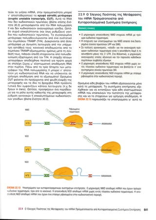 re6er ro yvnoro mRNA, orrlv npqyporrK6rrlro Unope(
v' onomoOeponote( ro xpuqd ooro0{ per6ypogo
(cruptic unstable transcripts, CUT). Aurd ro RNA
nou 6ev ru:drronororiv nporelveg (B).6ne en(oqg Evri-
rrya 30.3) peroypdgowot on6 r4v RNA noAupepdorl
II r<or 6ev rodrronoro0v ovoyvtop(orpro yov(6ro. 0o16-
oo oulvd enrroLUnrowor (xor (otog puOpri(ouv) yov(-
6ro nou xtodrronorotiv npcoreiveg. To ouyrerpt;r6vo
prerdyporpo noluodevuluilvowot on6 5vo ouoronr<6
rou oupnl6rou TRAMP (Trf4). Aror<p(vowor on6 dtrl.o
gerdypogo Ue dyvtoon'l Lenoupy(o on6 u1v unrip;re-
rprl omd0erd roug: r<ovovrx6 onodoporiwor on6 ro
ofprnLoro TRAMP-e[oocopor(ou opr6ocog perd tr1 o6v-
Oeoq roug, nt0ov6v ener64 moXe[owor on5 notruqde-
vuL[oo4 e[oprriprev4 on6 rov Trf4. H rjnop[r1 r6rorov
peroypdrprrlv onodeffiqre nermrrd yro npd:rr1 <popd
oe metr61q (UUnS U' e).orrcoproru<q ono66pqoq RNA
orov nuprlvo. Fldvtrl on6 ro rp(o t6ropro rov Uero-
ypdgo:v qq RNA noLu;repdoqg ll gnope( v' oTrore-
Loriv pr1 r<odrronorqru<d RNA Kor vo un6xerwot oe
ypnyopn ono66prr1or1 on6 ro e[ooro;rdrro! Oprotrrdvo
CUT go(veror 6l npo6plowor on6 r.!eu6ri 5vop[r1rqg
peroypoqrlq Kor ro (6rq to BpoX[Bro RNA npoi6wo
tunrrd 6ev epgov((ouv rdnoro Lertoupy(o (n.1 6e
dpouv in frans). Om6oo, npoorp6pouv 5vo nopd6ery-
po yro ro p6Lo ourrlg r<oOournq rnq petoypocprlg orrl
priOproq yeuovxriv r1 enrrol,um6pevrov xrrl6rronorrln-
xc6v yovr6(rov (B).5ne Ev1tqra 30.3).
22.9 O'EAeyxoq llor6rnroq Tnq Merdgpoonq
Tou mRNA npoyporonolsiTol ond
KurroponAoopcrrlKd Iuorfrporo Enrrfipnonq
* 0 Ulx0vroU6g onoo0v0eorlg NMD oroXeuer mRNA pe npo-
opo rodtrdvto reppono;.rou.
* H oToxsuon Tov unooTptlUorov rou NMD onorter 6vo Drorri-
prlpevo o0votro nporeiv6v UPF ror SMG.
* Ie notrtrouq opyovrolroug, urtrer60, yro qv ovoyvtirproq npo-
opov rordrxovlrov reppolopou e[vor 11 oouvq0roq 6opq r; ro
oouvr'10Loro g1rog qg 3'UTR. Iro 0r1troolro, o U1xovropoq
ovoyvrirptolg eniorlg o(totroyel ror rqv nopouo[o ro0odtrtov
oupntrorov ouU0otrnq e[tovltrlv.
e 0 Unxovropog onoouv0eorlg NSD oroXeuer mRNA Xtoprg ev-
rog ntrotolou rordrxovlo repporropou ror poo((eroL o' evo
ouvqplpevo ouvotro npotrelVdrv SKl.
* 0 plXovLo;rog onoouvOeolg NGD oroXeuer mRNA pe 0T0orU0
ptpooopolo orqv rodrronotlrtrl neproXrl.
Optoprdvo e(6q BoBc6v tou mRNA o[to].oyoriwor p6vo
r<ord rr1 perdqpoorl. To ouorqproro ennqprlo4g e[e-
LfiOrp<ov yro vo ewonf(ouv rp(o e(6q eontoprotu<rirv
mRNA nou enoneil.oriv rqv ntor6rrpo rqg prerdgpo-
onq Kor vo ro oroxeUouv yro ypnyopn ono66prqor1. H
': .r,i' i r.: i,,nopouord(et ro unofipoproto yt' ourd ro
AAAAAM
AAMAAA
Ynoorp6poro rov rurropon),ooportr6v ouoqpororv enunplolq 0 gqXovro;rog NMD onodoper mRNA nou 6Xouv npotrrpo
'-SLxovlo repgortopo0, nptv ono ro rovovtro. H onoouv0eol NSD onodopei mRNA Xtop(g evrog nLoroiou xo6rrovro reppolo;tou. H ono-
, - J0001 NGD onodogei mRNA nou 6Xouv evo oroorlro ptBootrrgolo orrlv rodrxonorrlnxrl neproxrl.
Jf .i] 0 'EtreYxoq
llotorqrog rrlg Meroqpoorlg rou mRNA llpoyporonoreirot ono Kurropontroopolro Iuoqporo Enrqprlol_c 641
Buolxeg dworcg
 