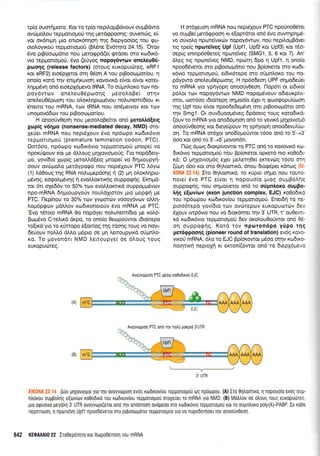 rp(o ouor{Uoro. Kor ro rp(o nepfioppdvouv ouppdwo
ovr.i: 1.roLo u repporropori n1 g ;rerd<ppoorl g : ouvenrig, e[-
vor or6nrprl pro enrox6nqon rnq depyoo(og rou qu-
orotroyu<o0 rcpporrolloU (BMne Ev6qto 24.15). 'Orov
6vo ptBooro;rdno nou prerogpd(er rprdoer oro ro6116-
vro repUorrol.ro0, 6vo (eUyog nopoy6wtov qnetreu06-
poonq (release factors) (aroug europucbreg, eRFl
xor eRF2) ero6pXeror orrl 06o11 A rou prBoocol-rot(ou, 11
ono(o rord rlv enqlfruvoq xovovxd e[vor efvor xoret-
InUU6vn on6 eroepl6prevo IRNA. To oripnLoro rov no-
poy6vtc,lv onel.eu0Sporo4q peoo).oBe( orrlv
onetrsuO6proon rou oLoxLrlpcopSvou notrunemt6(ou rr
Sneno rou mRNA, rov IRNA nou on6pewqv Kor roJV
unopov66rov rou prBooroproilou.
H onoo6v0eorl nou peoo)roBehor on6 perotrtr6lerg
lr,rpig v64po (nonsense-mediated decay, NMD) oro-
Xe0er mRNA nou nepr6louv 6vo np6opo r<rodu<6vro
rspporropori (premature temination codon, PTC).
Om6oo, np6copo r<ro6rr5vto repporrol.ro0 pnope( vo
npox0rlouv ror pe d..trouq Unxovrogorig. l-ro nopd6ety-
1.ro, yov(6ro Xtop(q ;retoMd(erg pnope( vo 6qproupyq-
oouv ovrilprol,o perdypogo nou nepdXouv PTC L6yro
(1) ).dOoug qg RNA noLupepdoqq n (2) prrl olorl,rlpo-
U6vnq, eogol4r6vqg 11 evoMor,ctxrlg oupporpqg. Erctprd-
ror 6n qXe66v ro 50% rov evolloKrxd ouppoprprdvrov
npo-mRNA 6qproupyo0v roul.dlrmov Uro Uopqn Ue
PTC. l-1ep(nou ro 30% rov yvoordlv voooy6vrrrv oMq-
Lo;r6prp<ov pdl),ov r<o6rronoro6v 6vo mRNA ge PTC.
'Evq r6roro mRNA 0o nopdyer nolunembro pe roLo-
Bcop6vo C-rcllrd dxpo, ro ono(o 0eorporiwor r6rofuepo
ro[trd yo ro rUnopo e(on[og qg rdorlg rouq vo Troyr-
6e6ouv noMd dMo 1.r6pro oe pr1 Lemoupyrrd oUpnl,o-
Kq. To govondrt NMD Lerroupye( oe 6Loug roug
euxopurilteg.
H or6Xeuoq mRNAnou nepdlouv PTC npouno06ret
vo ouprBe( perd<ppoorl xr efoprdror on6 6vo ouwqpqpt6-
vo orlvoLo nporeivxc0v nopoy6w<ov, nou nepil.optBdvet
nq rpe(g nptoreiveg Upf (Upf1, Upf2 ror Upf3) r<ot t6o-
oeprg enmp5oOeteg nporeiveg (SMG1, 5, 6 xor 7). An'
6leq trg nporeiveg NMD, npc0rrl 6po 4 Upf1, 11 ono(o
npoo6Sveror oro p$oorol.rdrto nou Bp(oreror oro rrodt-
r6vro repporrolloU, er6x6repo oro oriprnLot<o rou TIo-
pdyowo onetreuO6proorlq. H np6o6eo4 UPF orlproSe0et
ro mRNA yto yprlyoprl onooUv0eorl. l-1op5rr or er6u<o(
p6Lot rrov nopoy6wrov NMD nopop5vouv o6teuxp(vt-
oror, roor6oo tdto(tep4 oqpoo(o 61er q googopul(ooq
qg Upf nou e(vot npoo6e6ep6vq oro p$oo<rl;rdtto on6
rrlv Smg1. Or ouvduooll6veg dpdoerq rouq roto6tx6-
(ouv ro mRNA yro ono66pr4or1 on6 ro yevrr6 prllovtopr6
onooriv0eo4q xot 6eye(pouv rn ypiyopn onoo6evuA(to-
on. To mRNA or6Xot onodo;roriwor 16oo on6 to 5'-+:r"
6oo rqr on6 ro 3'-+5' ;rovondrr.
l-ldrg 6prog 6roxp(vowor ro PTC on6 ro rovovu<6 t<t+'
6x6vro tepproloproU nou Bp[oxeror opretd nto rqOodr-
r<d; O gqXovropr6g elet pretrerrl0e[ errevcbg 16oo mn
([pq 6oo Kor oro 0ql,oonxd, 6nou brorpdper rdn<rrg {El
K0NA 22.14). Iro 0fli.oonxd, to r0pro o(pro nou rouro-
nore( 6vo PTC e(vor q nopouo(o grog ouprBolqg
oupporp{q, nou orlgo(vmot on6 ro oripnloxo ougpo-
tr{g e[ovitov (exon junction complex, EJC) ro0o6x6
rou np6ropou ro6rrov(ou repporro;.ro0. Enerdrl ro ne-
ptoo6tepo yov(6ro rrov ovri:repov suKopuordrv 6ev
SXouv rwp6vro rou vo 6tox6mer qv 3' UTR, r' ou0ewt-
xd xo6rx6vro repproropro6 6ev orotrou0o0wor on6 06-
on ouppqqrlg. Kord rov rrporon6po yfpo rqg
yer6gpooqq (pioneer round of translation) ev6q xovo-
vtxoU mRNA, 6l,o to EJC Bp(orowor p6oo orqv xodrxo
norqnrf neptoXr] rr ercron(owot on6 to 6repX6pevo
, '',:'' , Auo plxovrolroi yto qv ovoyvri-rproq evog rodrrovlou repponogou og npourpou. (A) Iro O1trootuo, 1 nopouolo evog oulL-
ntrorou ou;rpotrnq eltovur.rv roOodrro rou rtrldxov[ou repplonogou oroXeuer ro mRNA yro NMD. (B) Moltrov oe otroug roug europudlrac
pro orpuotro Ueyotrn 3'UTR ovoyvrrrpi(eror ono qv onoorool ovopeoo oro roldrrovro repporropou ror ro oupntroro poly(A)-PABP. Ie xoOe
nep(nrooq, rl npo.rrelvrl Upfl npoodSveror oro ptpoorrrpolo repgolopou yro vo nupodorloer rrlv onoo0vOeo1.
642 KE0AM|0 22 lro0epoqro rorXtopo0er4oq rou mRNA
Avoyvtirproq PTC p6oro ro0odxori EJC
Avoyvtilprorl PTC ond r1v no),rl gurprd 3'UTR
 