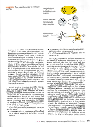 EIK0NA 22.18 Tpetg r0pteq tretroupy(eg Tou evTontopou
rou mRNA.
IXnUottoUriq nporunov
r<ot npodtoypoqrl rou
nenpogdvou toorur-roPulv
ror egBpriov
AnUroupy[o 6totpoPettrtlv
0uyorprxtilv runopotv
roro rrlv oouggerpq
6ro[peoq rou runoPou
Arogeproporono(qor1
rou rurropou o' e[erdrxeuPdveq
neproydq
./

@
@
ewonroU6q rou mRNA e[vot tdto(tepo orluowtK6q
yro r0rropo pe noltK6rnro, 6noq ot veup6veq. Evd)
ro neproo6repo mRNA Ueroqpd(owol' oro Kurrqpt-
x6 ocirpro rou veup6vo, flo^.Id mRNA ewon(owot
qro veupdqovo Kot rouq 6ev6pkeq. >e ourd flept-
LoprBdvetor xot to mRNA rnq p-oKrivnq, rou ono(ou
ro npoi6v ouprpret6Xet orrlv ovdmu[q tolv 6ev6ptttirv
Kor rov veupo(5vttv. To mRNA rnq p-oKrtvnq ewo-
n((erot oe O5oerg evepyo6 petor<ffioqg oe UeY6l'n
norxil(o rwqrdlv run6pov. O ewontopt6g tou mR-
NA oe veupu<5g getoouvomtr6g O5oetq qo[vetot 6tt
e(vot onopo(trlroq Yto rtq rpononoqoetg nou oXetL
(owot pre q prd04or1. Iro rfrropo qq ytro(og, ro
mRNA rrlg Booxriq nporetvnq qq pruel'ivr1g (myelin
basic protein, MBP), ro ono(o t<todtronop( dvo ou-
orotrr6 rou el[rpou qq pueL(vr1q' ewon((etot o'
6vo ouyxerptpr6vo 6topr5ptopo 6nou ouw(Oerot pue-
L(vr;. Ito <purd, to mRNA ewon((owot orq 9).otdr6r1
nepropj rou rurrdpou.
Meptxdq eopdq, o ewont4t6g tou mRNA nepilopt-
Bdvet pretoqopd on6 6vo rUrropo o' 6vo 6I'o. Er1
Drosophila, to pqtptxd mRNP ouw(Oewot Kot ouYKev-
rpd:vowot oe neptB6trowo tporpodorxd r0nopo rot
preroq6powot oro ovonruoo6 gevo olor0nopo pr6oul
xurroponlool.tottrc0v dto[],ov. To tputd e[dyouv RNA
droprSoou ttov nl.ool.todeopdttov Kot ro Uoroq6pouv oe
proxpw6g onoordoetg pt6oto tou oyyetororj ouoni;rotog
rou gLouiprotog, Meptr6q qopdq, ro mRNA ;reto96-
powot pro(rd oe xoxxio mRNP. H oUorooq outtiv rov
xorr(ov nopopdvet o6teurp(vtorq.
'EXouv r<otoypocpe( rpetq Unxovtqro( yto rov ewoTlL-
opr6 tov mRNA:
o To mRNA t<otov6getot o;rot6prop<po oMd ono6oge(-
ror oe 6treg ng 06oetg erc6g on6 rn e6oq qg pretd-
Qpoonq.
o To mRNA gnope(vo dtolSetot etre0Oepo otrtrdnoyt-
6e0eror orn 06on trlg pretdrppootlg.
o To mRNA petoq6perot evepYd mrq 06oetg 6nou 0o
geroEpome(.
H evepy6q pretorpopd e(vot o r<riptog prrllovtqr6g yto
rov ewontop6. H trreroqopd enmuyXdverot Ue rrl pero-
r6ntorl rrvqrrlpttov npoteivr6v xotd prrlxog o6tilv rou
xunopooretrerori. Itrg olettr5g drepyoofeg, o(tonot-
o6wot Kot ot rpetq t0not ptoptot<drv r<wryriprov: 6uvetveg
ror rwrlo(veg, ot ono(eg ro[t6etiouv rord ptirog rtov Ut-
r<poocotrqv(oxov npoq ow(0eteq roteu0Uvoetg, Kot UUo-
o(veg ot ono(eg to[t6eUouv r<otd prir<oq ttov wt6(rov rqg
qlctvnq. Aut6q o rp6nog ewontopoti qnore( routrdlt-
mov 4 ouorotu<6: (1) crs-motXe(o cno mRNA-or61o,
(2) trans-nopdyoweq nou dpeoo ri 6prpreoo npooddvouv
ro mRNA orrl oolorri r<wqtrlpto npoteifi, (3) trans-no-
pdyoweq nou xotoot6trLouv tq ;retdqpoorl rot (4) 5vo
oU arrl pro oy ru po B6Lr1 onq ornv ent0 u prrl( tonoOeo(o'
M6Xpr oqgepo 61ouv XopoKnlptfie( pr6vo Liyo cis-
orotle(o nou peptr6g Qop6q nopoprotd(owot Ue roXU'
6polirxorig xdrdlxeg (zipcodes)' To motXe(o outd
no,r<ilouv rot, nepil,opBdvouv t6oo tdto(tepeq 5op6q
6oo t<ot tdto(tepeg ollrll'ouX(eg RNA nou pnope( vo
Bp(orowot onou6rlnote oro mRNA, nop6tt ouvriOcoq
ewon((owot orrlv 3' UTR. H ovoyvtilproq toug r;rov 5U-
or<o1,4, prdMov enetdrl noMd onotel'o0wot on6 nept-
nLordg dewepotoye(g rot rpnotoye(g 6op6g. l-lotr'71'o(
frans-nopdyoweg 6Xouv ouoletore( pe tonrrrl UerqQo-
p6 mRNA xot xoroorol{ qg prer6qpoorlg. Optopr6vot
e[vot ouwrlprlpr6vor oe dtotpopettxoUg opyovtoprofg'
l-ro nop66etygo, 11 nporeiwl sfaufen nou npoo66verot
oe 6(rtrovo RNA eprnL6retot orov ewontop6 mRNA sro
coor6rropo rrlg Drosophila rot tou Xenopus, r<oOdrq en(-
orlq Kor oro veuprr6 o0orrlgo qq Drosophlla, tov 0r1-
tromtr6v ror (oog rov oxoulrlrttilv t<ot tou rfopto6-
ii
t?."1S Meprro Euxopuortxo mRNA Ewoni(ovTqt 0t Etdtxriq l-leptoyec rou Kuncoou 645
^^iA
 
