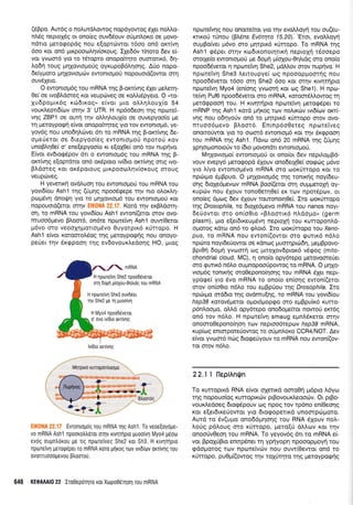 (5ppq.Aw6g o notrurdl,qwog nopdyowog 61er noMo-
nldq neproldg or ono(eg ouv66ouv oritrlntror<o oe Uovo-
ndtto petogopdg nou e[optrirwor 16oo on6 orr(vr1
6oo xor on6 pu<poorrrL4v(or<oug. IXe66v ilnoro 6ev eG
vot yvroor6 yrcr ro r6topro onopo(rr1ro ouororx5, 611-
Lo64 rouq prrllovroproUg oyrupoB6Lrloqg. A0o nopo-
6efyporo pr4lovrop6v ewonropro6 nopouord(owor orrl
ouv6Xero.
O ewonropr6g rou mRNA qg B-orcr(vqg 6Xer ;releq-
0e( oe tvoBldfieq Kor veupriveg oe xoMdpyero. O ,,rq-
lu6poptr6g rc06rrog" e(vor 1.rro ol),qLou1(o 54
vour.treold(rov ornv 3' UTR. H np6odeoq qg npo:rei-
v4g ZBPI oe ourl rrlv oMrl).ou1(o oe ouvepyoo(o pre
rn Ueroypoqrl e(vot onopofurlreg yro rov ewonropr6, ye-
yov6g nou unodrllc0vet 6n to mRNA r4g B-orrr(vr1g 6e-
ope0eror oe 6repyoo(eg evtonroprori nporori rov
unoBl,q0e( o' enel,epyoo(o r<t e[o10e( on6 rov nuprlvo.
E(vor ev6rocpdpov 6t o ewontopr6g rou mRNA rnq B-
omfuqg e[optdror on6 or6poro rv(6to orcr(vqg oflq rvo-
Bl,doreg ror ox6porouq UrKpoooL4v(oxoug orouq
veupc0veg.
H yevenrf ovdLuorl rou ewonrogorj rou mRNA rou
yovtS(ou Ash'l qg (0p49 npooSeepe rnv nro otrox).q-
prop6vq dnotfq yro ro prrlXovropr6 rou ewonroproti xor
nopouor6(eril ornv ElKOilA 22.1?. Kord rrlv exBLdorq-
orl, ro mRNA rou yovtd(ou Ashl ewon((eror orov ovo-
muoo6pevo Bloo16, on6re nporeivq Ashl ouw(0erot
pr6vo mo veooxnporropr6vo 0uyorptr6 rUnopo. H
Ashl e(vor rorooroL6og rnq Ueroypogrlg nou onoyo-
peUer rrlv 5r<gpoo4 r1g evSovouxledoqg HO, puog
r Evronroptog rou mRNA qg Ash1. To veoe[oyope-
vo mRNA Ashl npoorotrtroror oqv uvlrlpro Uuoo[vn Myo4 Ueoto
evog oupntr6r0u Ue Trq nporetveg She2 ror Sh3. H xrvqrlpro
nporreivrl peroqeper To mRNA roro pdrog rov rvrdlrrlv orr(v1g rou
ovonruooopevou ptroorou.
646 KEOMA|0 22 Iro0epoqro rorXtopo06rrlorl rou mRNA
npordvqg nou onome(tor yro rrlv evoMoy4 rou ou(eu-
rrrrof rUnou (B].6ne Ev6t4ro 15.20).'Eror, evoMoyrl
ouprBo(ver p6vo mo p4rprr6 xUnopo. To mRNA rrlg
Ashl tpdpet mqv rodu<onotrlur{ neptol( r6ooepo
ororXe(o ewontotrrorj pe doprj p(oXou-0q),r69 oro ono(o
npoo66veror q npotetvrl She2, prdMov orov nuprlvo. H
npcoreivrl She3 Lerroupye( <og npooqppoorqg nou
npoo65veror 16oo mq She2 6oo ror orrlv xrvqrrlpro
npu:tefvq Myo4 (en(or1q yvoorri Kqt oq Shel). H npo-
reftrr1 Puf6 npoo66verot oro mRNA, roroorSMowog rq
perdqpoorl tou. H xrvrlrrlpro np<ote[vq perocp6per ro
mRNP qg Ashl xord prp<og rov notrxriv wr6(cov orr[-
vnq nou o6qyoUv on6 to ;r4rprr6 rfrropo orov ovo-
nruoo6pevo Bl,oot6. Enrnp6o0ereg nporetveg
onoro6wor yro ro otoqr6 ewontopr6 Kqr rnv Sxgpoorl
tou mRNA qq Ash1. l-ldvrrr on6 20 mRNA rnq (6gnq
Xprlorponororjv ro (6ro ;rovondn ewonrotrroti.
MrlXovrol.ro[ ewonropo0 or ono(or dev nepd.oprBd-
vouv evepy5 petogopd 61ouv onoderX0e( oogcig pr6vo
yto L(yo ewonrop6vo mRNA mo roorUrropq Kqr rq
npcbtpro SpBpuo. O pr4lovropr6g qq ronrrqq noy(6eu-
o4g droxe6prevcov mRNA Boo[(erot or! oupperofn oy-
rupc0v nou 51ouv ronoOerq0e( er tov npo-r5polv, or
ono[eg 6puog 6ev 61ouv touronorrlOe(. Iro coorrirtopo
qg Drosophlla, ro 6roXe6prevo mRNA rou nanos nqyr-
6eUovrot oro on(o0ro uBl,oorrrd ntrdotrro, (germ
plasm), pto e[er6treupr6vq nepropi rou rurropon],6-
oUoroq xdro on6 ro gLor6. Iro <r:orUrropo rou Xeno-
pus, ro mRNA nou evron((ovrqr oro gurrr6 n6lo
npriro noyrdeUowor oe xdntog pruor4prc66q, pregBpovo-
Bpr0rl 6opn yvomt| org purolovdpror5 vdEoq (mito-
chondrial cloud, MC), q ono(o opy6tepo perovoore6er
oro qurtr6 nSLo ouprnopooripowog ro mRNA. O UnXo-
vrop6q tonrrrlg oro0epono(r1onq rou mRNA 51er nept-
ypoge( yro 6vo mRNA ro ono(o en(or1q ewon((eror
orov on(o0ro n6lo tou epBpriou qg Drosophila. Zto
nprilrpro orddro rqq ovdmu[r1q, ro mRNA rou yovr6(ou
hsp38 r<otov6;reror opror6propgo oro e;rBpuir<6 rurro-
p6ntroopro, otri.d opy6repo onodopefuot nowo0 err6g
qn6 rov n6Lo. H nporeivrl smaug epnl5reror mqv
onooroOeponofqor1 rov neproo6repov hsp38 mRNA,
rup(og enrorporeUowoq ro otipntror<o CCR4/NOT. Aev
e(vor yvoor6 nrig 6rorpe0youv ro mRNA nou ewon((ov-
tor orov n6tro.
22.11 [IepiAn$n
To rurropxd RNA e[vor q4errrd ooro0rl p6pro ],6y<o
rnq nopouo(og runoprrc6v prBovoux).eoo6v. Or prBo-
vouxl,edoeg 6to<p6pouv rrlq npoq rov rp6no en(0eor1g
ror e(erdrreUowot yto 6rocpoperrr<d unompdrgoto.
Aurd ro dv(u;ro ono6Sprqorlg rou RNA 61ouv nol-
Lotiq p6loug oro rUrropo, prero(0 dl,l,cov Kor rnv
onooUvOeoq tou mRNA. To yeyov6g 6rt ro mRNA e[-
vor BpoldBro enrpdner rn ypnyopn npooopproyrl rou
<pdoprorog r<,r:v nporeivcbv nou ouw(Oewor on6 ro
rUrropo, puOprl(owog qv roXUrrlto rnq Ueroypoe]iq
H nporetvrl She2 npood6verot
mn doUn U(oxou-0ntudq rou mRNA
H nporeivrl She3 ouvd6er
qv She2 ge q puoo[vr1
H Myo4 npoo66veror
o'5vo w(6to onfuqg
lv(Dto orr[vqg
 