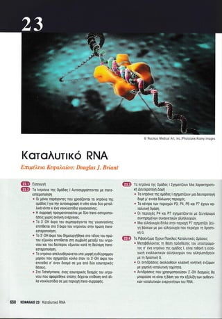 @ Nucleus Medical Art, lnc./Phototake/Alamy lmages
ffiffs
ffi
l(oroAunK6 RNA
Erooyoyrl
To lvrpovro rqg 0podog I AuroouppdnrovTor Ue trans-
eoreponofiorl
* 0t U6vor nopoyovreg nou xpeto(ovror ro rvrprivro rrlg
ogo6og I yro Trlv ouToouppoqrl l/? vitro etvot 6uo perotr-
trrxo r6vro rr 6vo vourtreor[dro youovoo(v1q.
* H ouppoQrl npoyporonore(ror pe duo trans-eoTepoflor-
loetq Xorpig ovoyq evepyerog.
* To 3'-0H orpo rou oupnopoyovro qg youovoo[vr;g
enu(0eror oro S'oxpo rou rvrpovlou orrlv nptirq trans-
eoreponoqo4.
* To 3 -0H oxpo nou dlgroupyrlOqxe oro r6trog rou nptir-
rou e[oviou enu(Oeror oU ouUBotrrt pero(U rou rvrpo-
v[ou xol rou de0repou e{ovrou roro rr1 detireprl frans-
eoreponolrlorl,
* To rvrpovro onetreuOeprirverot un6 poptprl eu00ypoUuou
pop[ou nou oX4por((er rur],0 orov ro 3 -0H oxpo rou
enueOe[ o' 6vov 6eogo oe pro on6 600 eooreprr6g
06oerg.
* Zto Tetrahymena, 6vog eoo:repuog 6eop6g rou tvrpo-
viou nou orpoLp60qre eniolg 06Xeror en(0eoq on6 dtr-
tro vourtreor[dro oe Uro neproXrl trans-oupporpflq.
ffim To lvrprlvto qq 0po6oq I lXlpori(ouv Mro Xopoxqprotr-
ru1 Aeureporoyrl Aopq
* To rvrpdvro rqg opodog I oXrlpori(ouv 1uo deureporoyl
6op1 U' evv6o d(rtroveg neptoX5g.
* To rdwpo rov neptoXrirv P3, P4, PO ror P7 tlXouv ro-
rotrunr1 dpoorl.
* 0L neprox6q P4 ror P7 oXqgori(ovroL pe (euydpopo
ouvtrlplg6vtrlv ouvorvrtrd:v otrtrntrouXLrov.
* Mro otrtrrltrouX(o 6intro oqv neproXrl P7 oXqpori(er (eU-
yn pdoeorv pe pto otrtrqtrouXlo nou nepr6Xer rq dpoort-
Krl G.
To Prpo5v(ugo'EXouv fl orr[treg Koro],ulr6g Apooerq
* MeroBdtrtrovroq U 06on np6odeonq rou unoorp6po-
rog o' 6vo rvrp6vro rqg opodoq l, elvor nr0ovrl 11 eroo-
ytrrytl evotrtrorildrv otrtrr1trouXulv nou otrtrntrenrdpot.rv
pe q dpoortrrl G.
* 0r ovl6pdoerg oroLou0o0v rtroorul rrvlnrrl ev(upov
Ue XoUntrrl rorotrurtr1 roXuqro.
* Avrtdpooetq nou XprlorUonototioov 2 -0H deououq 0o
pnopouoe vo e(vor 11 poorl yro rqv e(etrt[4 rtrrv ou0evl-
rtlv xorotrunrdlv evepyorrlrtov rou RNA.
ffi
650 KEOMAIO 23 Korotrurtxo RNA
Enry€leta KeEaAa{oa: Douglas l. Briant
 