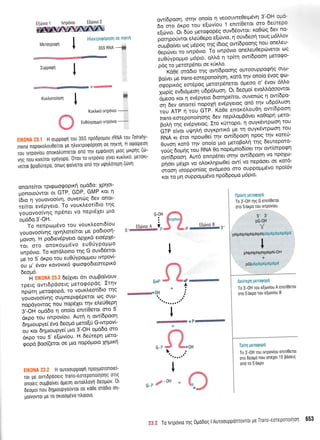 EE6vto 2
tr-
:uPPoQn I
I
ow(6pqon, sfl1v oTlo(q rl veoouweeetp6vn 3'-OH ol.e
;;;" 6ripo tou eqov(ou 1 enn(oerot oro 6etnepo
r(,,i,*o Or
'Orlo
trretoqopdq. ouvddowot' xo0tilg 6ev no-
A;n;;,i*", el'e0oepo'e[ti''to, q ouvdeoq touq trr6Mov
lruBlttt, coq p6poq qg i6roq.ow(6p1on1lo.y onetreu-
e"f,i,ut, to twp6vto' To twp6vto onetr'e-u0epoverot coq
rr'eJvpoUUo p6pto, oL)'d 11 tp(tq ow(6poorl uoroqo-
pdg to PetorP6net oe rrixi'o'
' kae, orddto t4g ow[dpoonq ourooupporpfg oup-
Bo(vet ;re trans-ecnepono(nqn, rotd.qv onoio 6voq <po-
L,oootr6c eor6poq petotp6netot 6;reoo o' 6vov 6ltro
xipis t"i,outon uopOxuon' ot 6eopo( evotrdooowqt
ad"o rot rl ev5pyeto 6totrlpe(tot, ouvenriq 11 ow(5po-
oi-otu ono,.e( nopoxrl evepyetoq on6 qv u6p6uor1
iou nrp q tou GTP.'kdee enor<6ou0q ow(6poor1
t r.-r*rpono(qor1q 6ev neprLopBdvet r<oOopr1 peto-
il;iti -ns ev5pyeioq. rto x0rropo, 11 ouyr<6wptoorlrou
bip'tlro, uqnlrl ouyt<pttxd pe q ouyr<6wpoorl rorr
RNA r<r 6tot npoo0e( qv ow(6poon npoq-rnv Kortu-
gruon xotd tqv ono(o ;tto pretoB-oM trlg 6ewepoto-
v"li a"uns tou RNA 0o nopepno6(oet rrlv ow(orporPn
ow(Opoo'r1. nw5 enttp6net cnrlv ow(6po9n vlle:I1-
pqoei p6xpt vo ol,ortrr1poOe( owivo nepooet oe Korct-
L'"tn ,oippor,tos ou&p"oo oro ouppoupr6vo npoi6v
Kot rq pn ouppopg5vo np66po;ro g6pto'
Metoyporpn
I
HleKrpoQdPnon oe rtnmn
35S RNA --#
+!€!#
KuKlorornon | *
t
Kurtrtxo rvrPovto
-,A
U
EuotlYpouuowrpovto-
' - - H ouppoQrt rou 35S np66popou rRNA rou Tetrahy-
mena nopoKolou0e[rot pe qerrpotpoprlorl oe nrlrq H otpoipeorl
iou ,uiporrou onoxol'unrerot ono rrlv epqovtorl ;rtoq ptrprlq (6-
;r*
".;
rtve(rot yprlyopo,
'0rov ro tvrpovto ylvet rurtrtro' peroxt-
veirot ppo50repo, 6ntlq tpo(verot ono rrlv utllltroTepl (6W'
onome(tot tptqroorpopu<{ op66o: Xpnot-
trlonoto6wot ot GTP, GDP, GMP rot 11
i6,o ,1 yououoo(vq, ouventilg 6ev onot-
te(toi ev5pyeto. To vourtreor(6to u1g
youovoo(vqg npSnet vo nept6Xet pto
op66o 3'-OH.
To nenPoPdvo tou vourtreott6(ou
youovoo(vqq tXvrltrote(rot pe podtoo(-
Uqvon. H podevrlpyero oplrrd eto5ple-
ror oro onoroppSvo eu06ypoppo
twp6vto. To t<otd,tr'otno qq G ouv66etot
ue to 5' drpo rou eu00ypo1-t1'tou twpovt-
ou g' 6vov t<ovovtr6 <ptooqodteoreptx6
6eopr6.
tf ftXOtU 23.2 6efyet 6tt ouprBofuouv
rpetg ovrt6p6oerg petotpopdq' Etqv
npOq getoqoP6, to voudreot[6to r1q
youovoo(vr1g oupneptq5perot oq. ouU-
nopdyowog nou nopSXet qv el'er3Oepr1
3'-OH oPrddo q ono[o enr[0etot mo 5
6rpo tou twPov(ou. Aw( q ow(6Pooq
OnUrupVti 5vo 5eopr6 getofiti G-twpovl-
ou'Kot 6r1;rtoupye( pro 3'-OH ogddo oT o
6t<po tou 5' e(ov(ou' H de6teprl peto-
tpopd Boo(etoi oe tr to nop6proto xnptKn
G-OH
EEtJvto A V.-
c '- --
EEovto B
P,.<3
tttaa..rrt'
I
'@*P#
+
(Itl
G- p J (c*Qll
; tta.
tt'
, !ijt :, l. i i:' .,:,1':.!l'r:
To 3'-0H rrlq G entriOerot
oro S'orPo rou tvtPov[ou
3.'
PG-0H
Y
pNpNPNPNPNPN t:::.1:: ii. : ;: ;:'':: ;/'": i'
I
I
Y
PNPNPNPNPNPN-OH
+
PG i i ll r'.i:li i'r:'i
"li
i"r'':'
'r*
AE[TEprl geroqoPd
To 3'-0H tou e[olv(ou A entr(Oerot
oro 5'6rPo tou e[olviou B
Tpfu peroqoPd
To 3 -0H rou tvtPov(ou entriOerot
oTo 6sogo nou on61et 1 5 Pdoetq
ono'ro S'orPo
: H ouroouPPotP1 nPoYPoronotet-
ror pte ovrt6po00tq trans-soTepono(qolg ortg
onoieq oupBoiver opeorl ovrotrhoyrl 6eog6v 0t
Oeopto( nou DrlpLoupyouvrot oe roOe orobto or1-
polvovror pre ro oxtoopevo no(oto'
I
c-P 8-0H +
?* ? To lvrpovto rnq 0go6oq I AurooupponrovTot Ue Irans-eoreponoiqorl 653
. ,. .. ldffiit& Er.'[i
 