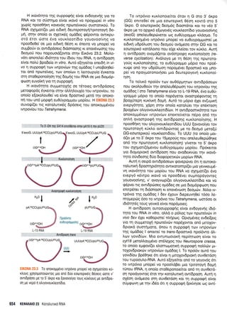 t
Avostpoqn rurtronofqorl
,ro
I 6"s"
llpoidwo
I"O
eu0uypdpprorlq
oG4140H
AvrfDpoorl trans
To onorop;.ulvo lvrpovro ;lnopel vo oXqgorloer r<u-
rtroug Xplorponouovrog Uro ond 0uo eoorepirdq e60erq drore v'
ovlDpooer pe ro 5'orpo ror [ovovolyer roug rur],ouq pe ovr[6po-
o1 pe vepo 1 otrryovour),eor(6r0.
H rxov6rrlto rnq ouppoqrlg e(vor ev6oyev4g yro ro
RNA xor ro o6orrlgo e(vqr Kov6 vo npoxope( in vitro
Xopfg npoo0rl<r'1 rovev5g npcoreivxori ouorfirKo0. To
RNA oXqpor[(et pro er6rxrl deuteporoyrl/rpnoroyrj 6o-
pn, ornv ono(o or oXenr<5q opddeg rpdpowor owKpu-
ord 6ror riore 6vo vour<Leor(6ro youovoo(vqq vo
npoo6e0e( oe Uro er6trrl 05oq ru 6neno vo pnope( vo
ouprBoriv ot owrdpdoerg 6t6onoo4g xt enovdv<ooqg rou
6eopro0 nou ropouord(owor ar4v Er6vo 23.2. MoLo-
v5tt onoreLe( r6r6qro rou (6rou rou RNA, 11 ow(6poor1
e[vot notrri Bpode(o in vitro. Aur5 e[qyehor enerdf rn ur'-
vo n ouppoq4 rov rwpov(ov r1g oprddog I unoBorl0e[-
ror on6 npcorer*veg, t<ov ono(cov 11 l,emoupy(o 6yrenor
or4 oroOeponornon qg 6opr1g rou RNA oe Uro 6rog6p-
qcooq euvoir<4 yro 11 ouppogrl.
H rxov5rrlro ouggeropig oe t6roreg owrdpdoerg
gerogopdg Syxenot orqv otr).qLou1(o rou twpov(ou, ro
ono(o e[oro].ou0e( vo efvot 6poonr6 prerd qv onoKo-
nrl rou un6 popgrl eu0Uypo;r;rou prop(ou. H Ell(0l'lA 23.3
ouvor.!((er rrg xoroLutrrdg 6pdoerg rou onoxol.rpdvou
rwpov[ou tou Tetrahymena.
To 3'-0H rnq G41 4 enufOeror onlv pAl 6 q qv pU20
S'exoG.. UUUpAI 6CCUpU20UG
To rwp6vro rurLonore(ror 6rov n G oio 3' dr<po
(OG) entte0e( oe puo eooreprr4 06o11 rovrd mo 5
'dr<po. O eooreprr6g 6eopr6g droondror r<or ro v6o 5'
dxpo pe ro oplu<6 e[<oyevdg voux].eor(6ro youovoo(vr1g
(exoG) oneLeu0ep6veror oq eu0Uypoprpo xldo;ro, To
ruri.onorqpdvo twp6vto prnope( vo eu0uypopprore[ Ue
erdu<ri u6p6).uon rou 6eo;ro6 ovdpeoo orrlv OG r<or ro
eoorepx6 rordl,orno nou erxe rl.e(oet rov xrixl,o. Awrl
4 ow[6poo4 ovogd(etor avdotpoE4 xuxAonotqoq (e-
verse cyclizafion). Avdloyo Ue rn 06oq qg npororo-
yo0g r<uxLono(noqq, ro euOrjypoprpro g6pro nou npoS-
ruqe on5 qv u6p6Luor1 nopopSver 6pooru<5 Kor Uno-
pe( vo npoyporonotqoer puo Sewepoyev4 r<urLono(-
non.
To reLrr6 npoi6v rrov ou06ppr4rov owrdpdoeov
nou oxoAou0orjv r4v oneleu06proon rou rwpov(ou ulg
o;rd6og I ao Tetrahymena e(vot ro L-19 RNA, 6vo euOrj-
ypogpo pr6pro ro ono(o nopdye'ror ovoorpdeowoq rn
BpoX[rep4 xur].rxr1 6o;r{. Aur6 ro pr6pro 5Xer ev(uplxrl
evepy6qro, Xdprl or4v ono(o rffioltier r4v en6moorl
Bpo16c'lv oLryovou rLeolS(rov. H owr6poortr6qto rrrlv
onorop;r6vrov rwpov(rov enerrefveror n6po on6 qv
onLrl ovoorpoe{ rnq ow(6poor1g r<ux}.ono(qo4g. H
npoo0fr<q rou oLryovoux).eon6(ou UUU (ovovoryer rov
nporotoy4 rUx),o owrdpc0woq pre ro 6eopr6 gero[ri
OG-eoorepmoU vouxl,eotrd(ou. To UUU (ro ono(o pror-
d(er ge ro 3' dxpo rou 1Sprepo0g nou oneleu0epc00rl<e
on6 rrlv npcoroyevrl rurlono[r1o4) y(veror ro 5' dxpo
rou oxnporr(6prevou eu0riypo;rpro u prop[ou. l-'l p6remor
yro drol.roproxri ow(6pooq nou ovo6exv0er r1v xov6-
rqro orivdeorl g 6ti o drogopenr<iv ;ro p (cov R NA.
Awrl4 oerpd owrdpdoeov <povepri:ver 6n q owoxo-
roi.unrrl 6poorq pr6r4ro owrKoromp((er puo yevmeu ;16-
v4 rrov6rrlto rou prop(ou rou RNA vo oX4pror[(er 6vo
evepy6 rd,wpo rrov6 vo npoo66ver ouprnopdyoweg
youovoo(v4q, v' ovoyvop((er ollyovouxleot(dro Kor vo
g6pver rrg owr6pc6oeq oprd6eg oe pro 6topr6peoorl nou
entrpdnet q 6rdonooq rr enqv{ivoorl 6e4rcirv. 14..trq rv-
rp6vro qq ogdSog I 6ev 61ouv 6repeuvrl0e( 16oo tre-
mopeprirg 6oo ro twp6vro tou Tetrahymena, uror6oo or
r6r6qr5g roug yevu<d e[vor nop6poreg.
H ow(5poo4 ouroouppoerig e(vor evdoyevrlg rdr6-
rrlro rou RNA ln vrtro, oMd o p6loq rcov npolteivciv ln
vivo 6ev SXer xoOoprcrre( nl;1pog. Oproprdveg evde([erg
yro rn oupUeroXrl nporeivdrv nopSlowor on6 Urroxov-
dproxd oumrlporo, 5nou 4 oupporpq tcov rwpov(trlv
rrlg oprd6og I qnone( ro frans-6poorrrd npoiSwo dl,-
l,rov yovr6(rov. Mtq ewunooroxrl nep(nroorl e(vor to
cyf78 geroMoypr6vo m6l,e1og rou Neurospora crassa,
ro ono(o eprqov((er el,orrogonrc] ouppoqrl noMdrv gr-
rolov6prorcbv rwpov(<ov oprdSog l. To npoi5v our6 rou
yovr6(ou Bpd0nxe 6rt e(vor q pmoXov6proxrl ouv0etdorl
rou rupooulo-RNA. Aw6 e[4yefuor on6 ro yeyov5g 6rr
ro rwp6vto prnope( vo npooLdBer Ulo rprroroVn SoUri
ninou IRNA, 4 ono(o oroOeponotefuor qn6 q ouvOerd-
oq npodyowog 6ror r4v roroluru<r1 owbpooq. Aurrl 11
oXSoq ovdpeoo orq ouv0erdorl Kor rn ouppoqrl e(vor
o0prpovrl Uo rnv r55o 6rr 11 oupporprj [er(vqoe og ow(-
UUUpAtSCCUpUzoUC
UUU
,1
-> oG414oH
j
-/
,S'exoG.. U UUpAI6CCUpU20UG
1.15 RNA L-1 9 RNA
654 KEOAAAIO 23 Korotrulro RNA
Kurtronohon
 