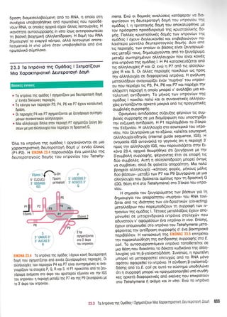6poor1 dtotr-reooloBo6prevrl on6 to RNA, q ono(o mq
ouv6Xeto unoBor1O40qre on6 npo:teiveq nou npoo65'
,our-iNA, ot ono(eg opXtrd etXov dtrsg leroupy(eq' H
xov6rlro ouroouppogrlq in vitro (otog owtnpoooneilet
rn Pooirn BtoXrlpurl olJr4Len(6poon. H 6oUn tou RNA
}qtrttoupyei rc evepy6 xdwpo, oMd treroupyef onore-
r'.#Uoixa in vivo g6vo 6tov unoBoq0e(tot on6 6vo
nptrrte[vtr6 o6Pn].oro.
23.3 To lvrp6vlo Inq Opd6oq I Ixnpori(ouv
Mro XoporrnploTlKrl Aeureporoyr'r AoUf
mena. Evrit ot 6oprtr6g ovolfoerg xcn6qepw vu 6a
qort(oouv u1 6eutepotoVi 6opn rou twpov(ou 116
oprd6og l, 11 tpttotoynq 6oUn rou onorotuiggnKs Ps
to, np6o,poro npoo6toptotrr6 qg xpumoMucqg 6e
prdq. l-1oli.5q rpuoroMtrsg doprdg tcov twpov(cov rrlg
opddog I 6youv 6to)teuxov0el xot enrBeBotr'tlvouv no-
l,or6rejo prow6lo 6eurepotoyoriq 6ognq' A0o orn6
r,q.,ep,oX6q, tcov ono(cov or Bdoetg e(vot (euyopro;r6-
,ri p"-oti iouq, 6r1;rtoupyo0wot on6 to (euydpopo
u"id,ir ouwqprll.rSvcov oMrlloulttilv nou e(vot row6g
oro twpOvro ini oudOoq I' H P4 xotooreu6(etot on6
rrq onn*rlLouX(eq P rot Q, ev6 11 P7 on6 ng oMrltrou-
X(eg R xqt S. Ot 6)ieq neptol6g notr<fi'ouv. oq npoq
irlv'oMrlLouX(o oe 6togopetu<6 twp6vto' H ovdLuorl
preroMd[eov ovoyvrop((er 6vov 'nuprivo' rou twpovi
ou nou nepdXet trg P3, P4, P6 rot P7 xot nop6let tr1v
eLdltorrl neptoXq 11 ono(o prnopef v' ovo]'dBet Uto Ko-
roLutrrf ow(6poor1. To prrlrog rov twpov[ov rnq
oprd6oq i notr<fiet notr'ri rot ot ouvotvertrSq oMql'ou-
X(eg ewon(owot opretd proxprd on6 ttg npoyprotrr<69
ouprBoLSg ouPPo<Pfg''6prqr6veq
owt6p6oerg ori(eu(r1q <p6pvouv nq ouU-
BoLeq ouppoqnq ot gto 6rop6ptpoorlnou unoorqp((et
inu euEuU,r<ri o*iOpoon. H Pl neprl'opBdvel to 3'dr<po
rou S'e(ov(ou. H otrr1l'ouX(o oro eocotepu<6 rou tvrpo-
v(ou, nou (euyoprirvet pe to e[,c0vto, t<otrefuot eotoreptrq
o).trr1loufo-odnV6q (internal guide sequence, IGS)' H
ovoproo(o IGS owovot<Ld to yeyov6q 61 rl neptoXq 3'
npoq rnv oMqLou{o lGS, nou nopouotd(erot or4v Et-
xovo 23.4, opltxd 0eopri0rp<e 6tt (euydptove Ue rrlv
3'ou;rBo).ri ouppoqrlq, rp5pvowog 6tot oe enorpd ttg
6tio'ou;rBotr5g. Autri 11 oL}'r1)ren(6poon Unope( 6wcog
vo ou;rioiver, oMd 6e go(vetot onopo(tr1tq' Mto notrti
BpoXeio olnqtrouX(o -rdnoteg qopdq, ;rriroug p6l'tg
bOo'[dotrr- preto[ri tov P7 t<ot P9 (euyopdrva Ue gto
otrql,ouX(o nou Bpioxetor opr6ocog nptv-rn Spoonr<{ G
(OG; e6on 414 oro Tetrahymena) oro 3'dr<po rou twpo-
v(ou.
H oqproo(o tou (euyopri:poroq rov Bdoeov Yto rn
aqgroupy(o tou onopoknrou (nupdvoD rou RNA rov[-
qeiot on6 ttg t6t6rqteq rtov cis-dpooru<drv (cis-acting)
;retoMd[eolv nou nopepno6((ouv q ouppoqli roJV tv-
tpov(tov tqq ogdSog l. T6toteg preroMd(etq 6Xouv ono-
provo0e( oe ptttolovdptord tvtp6vto metre1<ilv nou
o6uvoto6v v''ogotp5oouv 5vo twp6vo in vivo' En(oqq'
6,Xouv onopovo0e( oro twp6vto rou Tetrahymena Uero-
,p6po*oq trlv owbpooq ouppo<p{q 9- 9Yq Borcnlptor6
neprBdl,trov. H xotooxeurl rr'1q'EIK0NAI 23'5 enttpSnet
t1v noporo)ro0Or1oq qg ow(6poor1q ouppoqrlq oro E'
coli. To ouroouppom6gevo rwp6vto tono0etefuqt oe
pto 06o11 nou 6tor6met to d6roto t<todu<6vto rrlg olr'r1-
ioux(oq Yto rrl B-yoLorro(tddor1. Euventirg, 11 npoteffi
gnoie( vo peroqpocne( enttuXtirq on6 to, RNA pt6vo
o<p6rou ogopeOe( to twp6vto. H oUvOeoT l F-Votrot<co(t-
O&onS on6 to E. colioe out6 to o0orqpo uno6rltrrirvet
6tt 4'ouppocpri prnope( vo npqYporonotrl0e( un6 ouvOtl-
req opxetd Stocpopenr6g on6 ere(veg nou enu<poto6v
arc Tetrahymena 4 or<6trro Kot in vitro' Evtil to twp6vto
* To rvrpovro rnq ouoOoq I oXrlgor(ouv uto deuteporoYl 6oun
p' evv6o 0ixtrtlveq nePtoX6g.
a To x6vrpo rov neptoXtilv P3, P4, P6 rot P7 tlXouv rorotrurtrrl
6pdor1.
e 0r neptox6q P4 xor P7 oxrlpor(ovrot ue (euYoptrlUo ouvupn-
gdvtov ouvotverLrdrv otrtrltrouXttitv"
* Mro otrtrrltroux(o dintro oqv neptoxrl P7 oxrlpori(et (euyn F0-
oeov Ue pro otrtrr1trouX(o nou nept6Xet rrl dpoortr1 G'
Otro to twp6vto qg opr66oq I opyovcovowot oe Uto
XopoKrnptortr<r1 6ewepotoyrl doprrl.g' ewSo 5)'txeq
tiri-pzl. H !:Kcl;& ;:.,i nqpouotd(et 5vo ;row6}'o qq
6eutepotoyotig 6og(q rou tvtpov(ou rou Tetrahy'
rqovto r fo-oH P
5,CUCUCd flpdrrn 5'UGCGGG 3
i,eOenee UetuQopd 3'ACGCCC 5'
_IGS O
P8
s
5' UAGUC 3'
3'AUCAG 5'
R
2bp
oXrlgot((owot
mo 3'drpo
rou rwpovlou,
, To tvrpovto Uq oUodoq I 6Xouv rotvrl deurepotoytl
dogrl nou oXrlgori(etot ono evv6o (euyuptrrpeveq nepLoX6g 0t
otrtrqtrouXieq rtov neptoXtitv P4 rot P7 eivot ouvqpqgtveq Kt 0v0-
yvolp(ouv ro ororXe[o P, Q, R rot S. H Pl nponinret ono ro (eu-
yopopo ovopeoo oro drpo rou optorepo0 e(oviou rot rrlv IGS
rou rvrpov[ou: 11 neptoXrl Uero[u Uq P7 rot rrlg P9 (euYoptlvet Ue
ro 3'orpo rou tvrPov[ou.
?*:.* To lvrpovLo rnq 0Uo6oq I lXrlpoti(ouv Mto Xoporqptortq Aeureporovl AoL'r 655
4
P6
 