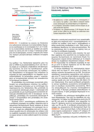 Ynorrvrlnlq
lwprivto evotoltottitvetot oro rtodtxdvto 10
Ktodrxdvro Ktrl6xovro Kol0x6vro
23.4 lo PrBodv(uuq 'Exouv llorriAeq
KorqAurrrdq Apdoetq
* l4eroBotrtrovrog rr1 06011 npoobeolq lou unoorptitltoroq o'
evo lvrpovto rrlq oUo6oq l, elvot nt0ovtl 1 etooyoyq evotrtro-
rlrtirv otrtr1trouXulv nou otrtrrltrentdpouv pe rr1 DpoorLrq G,
i 0r ovndpooeLg orotrouOouv r).oorxi1 uvllrq ev(uptrtv pe Xo-
UItr1 rorotrulrul roXu11ro.
" Avldpooerq nou Xpnotuonotouoov 2'-0H deopoug 0o pno-
pouoe vo e(vor 1 pooq yro Uv e[etrt€n rotv ou0evrtrdv roro-
trurutlv evepyorrlrov tou RNA.
Mol.ov6tt 11 rorolu-ru<q evepy6qrd roug ovot<otrri<p01-
r<e Xdprl orrlv rxov6tlrd toug v' ouroouppdmowot, to
rwp6vto rrlq oprd6og I e(vot Lt<ovd v' ovoloprBdvouv Kt
dMeg xoro).utu<69 owr6pdoetg rn vitro. OLeg out6g ot
owrdpdoeLg Boo((owot oe trans-eoreponotrloetg. Oo
rrg ovoAriooupe on6 rr1 oxontd rqg oXSorlg rouq Ue
qv [6ro rqv ow[6poor1 ouppo<pr1g.
H r<oro).uru<r1 evepydrqro ev6g Lwpov(ou rqq opo-
6o9 I otpeiLetor otrlv u<ov6qtd rou vo nopdyet ouyKs-
r<prpr6veg Eeureporoye(g r<or tpttotoye(g 6opr6g nou
drlprLoupyo0v evepyd r<6wpo toodrjvopto pie to evepyd
r<6wpo rcov ou;tBotu<trrv (npoteivtxt-lv) ev(0ptulv. H
': ,
,;i, : '' nopouotd(er rrlv ow(6pooq ouppog4q oe o16
or1 pre ourd to r<6wpo (np6retrot yto rrlv (6to oetpd
owtdpdoeov rrlg Etrdvog 23.2)
To x6wpo np6odeoqg tou unoorpu.rgoroq oxnpo-
r((erot on6 qv 5l.Lro P1, ornv ono(o ro 3'dr<po tol
nporrou rwpov[ou (euyopc0veL Ue l'lv lGS. 'Evo x6wpo
np6odeoqq youovoo(vr1g oXrlpot[(erot on6 oMrl].ou-
Xieq orqv P7. Aur6 ro rdwpo nt0ov6v r<ototroptBdvetot
eke on6 dvo ele60epo e(oyevdg vout<l.eot(6to youo-
voo(vr1g (exoG) eke on6 to rord).otno OG (06oq 414
oro Tetrahymena). h'1v nptrrrrl ow(6poor1 petogopdq,
ro rdwpo np6o6eorlq youovoo(v1g t<otolopBdvetor
on6 ro etrerJ0epo vouxtreot(dLo youovoo(vr1q. Metd
r1v one).eu06ptooq rou tvrpov(ou t<otoloptBdveroL
on6 ro OG. H 6e0repr1 preto<popd onel.eu0eputveL ro
evo:prdvo e(ovto. H tpitrl pretoqopd dqpLoupye( to xu-
r<Lrr6 rwpdvto.
H np6o6eor1 mo un6orpopro nepLl.oprBdvet ;rto oL-
l.oyr1 6ropr6peoonq. l-1ptv on6 tqv np6odeorl rou uno-
mpcoprorog, ro S'drpo qq IGS Bp(or<etot r<owd mtg P2
xor P8, evc,r prerd t1v np6o6eoq, 6tov oXrlpot((et rqv
6tru<o Pl, Bp[or<etoL xowd oe ouwlprlprdveq Bdoetg pe-
ro[rj torv P4 r<ot P5. H owi6poon omtKonote(tot on6
enogdg nou ovrXve6owot fin deutepotoytl 6opt4 tqg
:':r'.r:' : ' . :rrlv tpttoroyrl 6opr1, to 6Uo r<6,wpo pre to
ono(o Spletot evoMorrLrd o' enogrl q P1 on6louv 37
A, yeyov6q nou unodqtrulvet onpowtKrl petox[vr1oq orrl
05or1 tqg P1.
Opropr6veq neporr6por ev(uprtr6g owt6pdoetg nou
I rr,teroypo,prl
I ruppo,pn
Mntre ntrdreg
dqgroupyorjvrot
pe Xptloq yto
p-yolono(6dor1
I Mero,oooon
V
B-yotrorro(r0oon
I
I
,r'- ,-.a "'
.:
EIK0NA 23.5 H rono06qoq rou rvrpov(ou tot Tetrahymena
oqv rtodrronoultxf dJrlloux(o rnq B-Ydroxto(tddonq drlptoup-
ye[5vo npooDtoptolto yto TI'lv ouToouppoqn oro E. col1. H ouvOe-
on tnq F-yqtrono(tdoonq eEerd(etot Ue npoo0nrn ptoq Xlgxrlg
dvoorlg nou y[veror pn]re on6 to 6v(upo. H otrtr1trouXio peroq6-
peror ono 6vo porrqpLorpdyo, ouven6g 1 nopouo[o gntre ntroxtitv
(nou nepr6Xouv potruop6vo BoxrnpLo) unodl)rtlvet entruXlg6vrl
ouppoQn.
qq oprd6og I rou Tetrahymena o<potpeftot p6vo rou
on6 ro mRNA rqg B-yoLorcro(tddoqg orc E. coli,6ev eL
vot ooq6g ov 4 ow[6poor1 unoBoqOefuot on6 Bomqpto-
169 nporeiveg. Ie out6 tov npoo6toptopt6, petoL-
l,d[erg orrq ouvorvetu<5q otrtrqLou1(eg qq oprd6og I
nou droropdooouv ro (euydpoprd toug oropototiv 11
ouppo<pr'1 ror dpo nopeprnod[(ouv rqv 6rEpoorl rnq B-
yoLorcro(t6dor1g. Ot petotrl.d[erg prnope( v' ovoorpo-
cpo0v pre owrpponrorrx6g oMoydq nou onoxo0toroUv
ro (euydpopo rov Bdoecov.
Or preroMd[erq onq ow(orotleg ouvolettr5g oM4-
LouX[eg rov prroxovdproxrilv twpov(tov rrlg optddog I
6Xouv nopSpoteg entntrioetq Ue ttg ow(orotleg nou
nopor4poriwor oro Tetrahymena. Mto prerdtrLo[q oe
Uro ouvorvermrl oll.rll.ouXio ;rnopef v' ovqorpoqe( on6
gro gerdLtro(q oe pto oupntrqprr:prottt<ti ouvowenKn oI-
Lrll,ouX(o onoro0torc0wog 6tot ro (euydprr;pro: Yto no-
pddety;ro, preroMd(etq orn ouvotvertrci oLLrlLouX(o R
prnope( v' owrppoTlrl0o6v on6 petotrI.d[etg orrl ouvot-
verrcj dtrqtrouX(o S.
Iuvotrrxd, ourd t' onorctr6opoto uno6flrcirvouv 6tt
q ow(6poo4 ouppog(g qq o;rd6og I efoprdtot on6 to
q4r1;rotropr6 6ewepotoyo0q 6oUnS ovdpeoo oe (e[y4
rov ouvorvrrrrdlv oMqLoulrc0v oro eorotepm6 rou tv-
tpov(ou. H opfn nou roOtepdrOqre on6 ouq rqv epeu-
vryxr] epyoo(o e(vor 6tr aMqLouybq nou aniyouv an6
nq oupBoLiq ouppaertg anarcolwotyo va oyqpauorc(
rc evepy6 xiwpo to ono[o xalotd eELxtr'1 rnv aurooup-
paEi.
656 KE0AAAI0 23 KorotrurLrd RNA
Boorr6g 6worcg
 