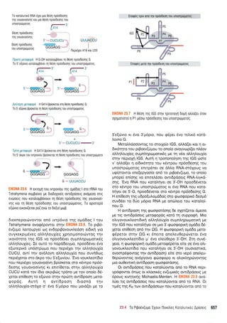 To rorotrulro RNA dxsi Uro 060n np006s0!g
rnq youovooivnq Kor Uio
gSon rpo06s0nq rou
unootprirporoc
0don npoodeolq
iilg youovoo[vr1g -3'
d414
:-.'&a.'- ''-
0don nodoOeonc -ffiffi
rou unomotiruotoq GGGAGG
UUUACCU
I
fleprdXet Al 6 xor U20
iis:;;z:t:t:;:"t::+**i H G-OH rorotropBovet rn 06on nprlo0eolq G.
To 5' e(6vro roro)'ogpoveL q 0do4 npoooeonq Tou un0oTp6U0T0q.
-3'
8414
,tw,6H ':'
,*J;A.GGGAGG#:.
-3'
8414
---> w G*l
5',-@cu .
GGGAGG ..'
:ii::1r;:.i ,.i;-',:t:.*.:: H G414 Bpioxeror rq 06o11 npoobeorlg G.
To 5' e(civro pp[oreror q 0eon npoodeoqq rou unoorpoUoToq
+
: l-',.j(-ij:'
i:i:.:'; ;$:ao;p: H G4l4 Bp[oKeroi oq 06on npoobeoqg G.
T0 5' 0Kp0 rou rvrpov[ou pp[oreroi rr1 06011 nprlodeorlq Tou uttooTpopoTo
Al: -t-1i"'-
/ +
G,-,S[EffiffiCU.r,
GGGAGG..,i;
G _j,-i.,:a..:.;{:'.;
H e rrop1 Tou ivTpov[ou qq opo0og I oro rRNA rou
Tetrahymena 0uUpo[ver Us 0rodoxrKeq 0vTr0p00erg 0v0Ur00 oTrg
0v0l0srq nou KoTo),ouBovouv Trl 0eo1 npooDeor.lq Tnq y0u0v00i
vlq Kor ul e60l rpooosqg Tou urooTpidUoToq. T0 oprorepo
e[6vro eLrov[(eror p0( ev6 To 6eqrd Uop.
6Lexneportrlvovror on6 LVrpdvLo rlq oUd6oq I rou
Tetrahymena ovoertpowor orrlv i ": . r . To prBo-
dv(upro l.erroupye( o.rg ev6oprBovour<l.edoq er6rr<q yro
ouyr<er<p r pdveq o^.InIo u X(eq Xp! or Uono Lovrog rrlv
rKov6rnro rnq IGS vo npoo66ver ouprnLqptrrprotrx6g
oLlrl).ouXieg. Ie our6 ro nopdderypo, ilpoo66ver 5vo
e[rr;teprr<6 un6orporl.ro ilou nepr6xer rqv o]..qtrouX(o
CUCU, ow( rnv ovd).oyq ol,l.r1trouX(o nou ouvneoq
nepLSleror mo dr<po rou S'elov[ou. 'Evo vour<].eor[6ro
nou neprdler youovoo(vq Bp(oxetor mo x5wpo np6o-
6eor1g youovoo[vlg xt enrr(0eror orrlv o].].r;].ouX(o
CUCU r<ord rov (6Lo or<ptBtrlg rp6no Ue rov ono(o 66-
leror en(Oeoq ro eEolvro mqv npcoq ow(6pooq ;rero-
eopdg. Aurq q ovr(6poo4 6roond rlv
oLLqLouX[o-or6Xo o' 6vo 5';-r6pro nou prord(er pe ro
lr
(f(l(lALTLr
EIK0NA 23.7 H 06oq qg IGS otrlv Tprroroyn DoUrl otrtrd(er 6rov
oxngonoTe[ n Pl p6oro rpdodeorlq Tou unoorp6U0T0q.
S'e[c0vto rr rivo 3'pr6pro, nou <pdpet 5vo re].rx5 ro16-
Lorno G.
MeroMdooowoq ro ororxe(o lGS, oLLd(er Kor n er-
6rr6rrpo rou prpoev(fpou ro ono(o ovoyvop((er nl.6ov
ol,t1).ouX(eq ouprntrr1popronr<5q pre q v5o otrtrr1lou{o
orrlv neproX4 lGS. Autrl n rponono[non rqq IGS rirore
v' o).d(er q er6tr6rr;ro rou x5wpou np6odeo4q rou
unoorp6gorog ennpSner oe dl,i.q RNA-cr61oug vo
ugiorowor ene[epyoo(o on6 ro prBo6v(u;ro, to onofo
Unope( en(ong vo enrrelSoer owrdpdoerg RNA-tuyrd-
o4g. 'Evo RNA nou Korolnyer oe 3'-OH npoo6Sveror
oro raiwpo rou uTroorp6poroq rt 5vo RNA nou Koro-
)rrlyer oe 5'-G, npoo65vrror fio K6wpo np6odeoqq G.
H en(Oeor1rnq u6po(ulopddoq oro gooeopur6 6eopr6
ouvdSer ro 66o pr6pro RNA ;.re onrirLero rou Korolo(-
nou G.
H ow6poo4 rnq eooqqrdo4g 6e q(er(Eeror dpeoo
pe ng owr6p6oerg ;rero<popdg rord rq ouppogrj. Mro
ol,ty ovo u rl,eond u<r1 otrLqtro uX(o ou prnLrl p ro prot u<ri pre
qv IGS nou roro).r1yer oe pro 3'-groocpopu<q opd6o 66-
Xeror en(0eor1 on6 r4v QG. H rpoorpopu<r1 oprddo ;rero-
qdpetor orrlv OG xr 6nerro oneLeuOeprirverot 5vo
olryovouri.eot(6ro pr' 5vo el.efOepo 3'-OH. Iq ouvS-
Xero, n gooEoprrui oprddo prerog6peror efue oe 5vo ofu-
yovoux.treor(6to nou rorotrrlyer oe 3'-OH (ouorootrrd,
ovoorp6qowoq rrlv ow(6pooq) efue oro vep6 onel.eu-
Oepd:vowog ov6pyovo rpd:orpopo r<r ol,or<Lr1 privowoq
puo ouOewrrrl ow[6poo4 groorpordoqq.
Ot owt6pdoerq nou rorol,riowor on6 ro RNA nepr-
ypdrpowor 5nog or r<i.oox6g ev(upru<69 owtdpdoerg ;re
6poug rrvrlrxqg Michaelis-Menten. H EIK0NA 23.9 ovo-
tr(er rrg owr6pdoetg nou rorolfowor on6 ro RNA. Or
np5q qg Kn,r Tu)v owt6pdoeov nou roroLtlowot on6 ro
L:
GGGAGG
Enoqdg gero qv npdo0eorl rou unoorptiporog
Iii.4 To Ptpo6v(upo'EXouv llorx[],eg Korotrunxec Apooerg 657
w
Enog6g nprv on6 qv npdodeoq rou unoorpolcio(
s', @@s,cu
GGGAGG
 